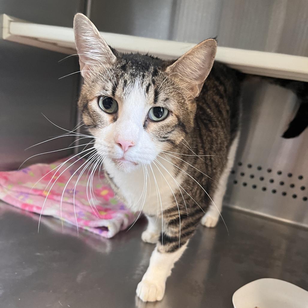 Mike Wheeler, Adoptable, Senior Male Domestic Short Hair & Domestic Short Hair.