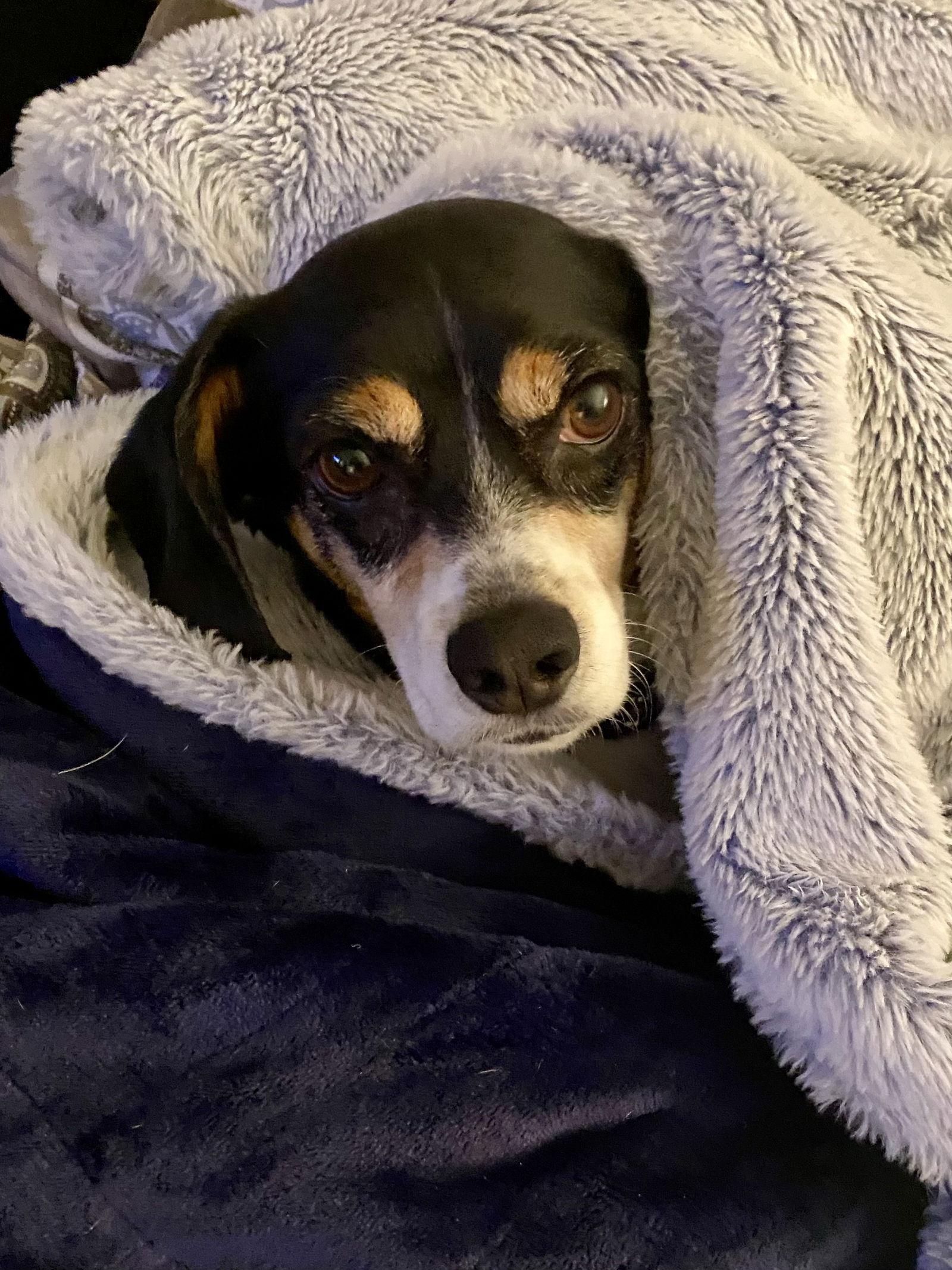 Jeepers, a Adoptable Beagle in Orange, CA image 2/3