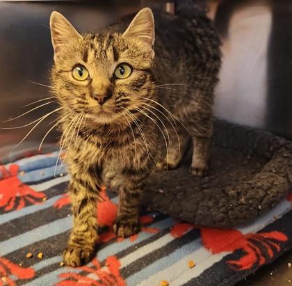 Enlarge Esme, a ADOPTABLE mixed breed in Fairfield, IA image 1/1