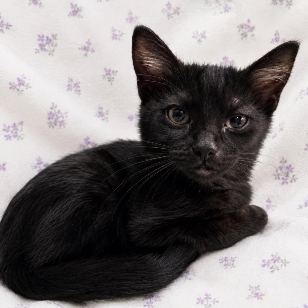 POLLY, Adoptable, Young Female Domestic Short Hair.