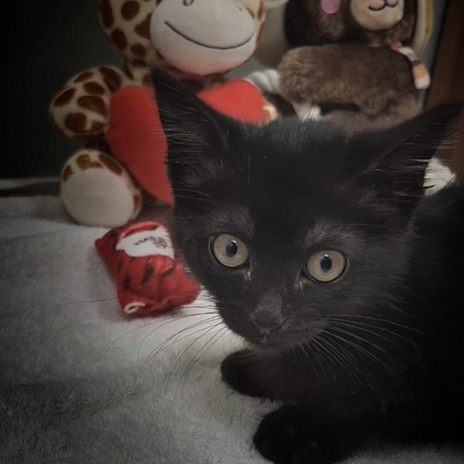 Enlarge POLLY, a Adoptable Domestic Short Hair in Upland, CA image 2/3