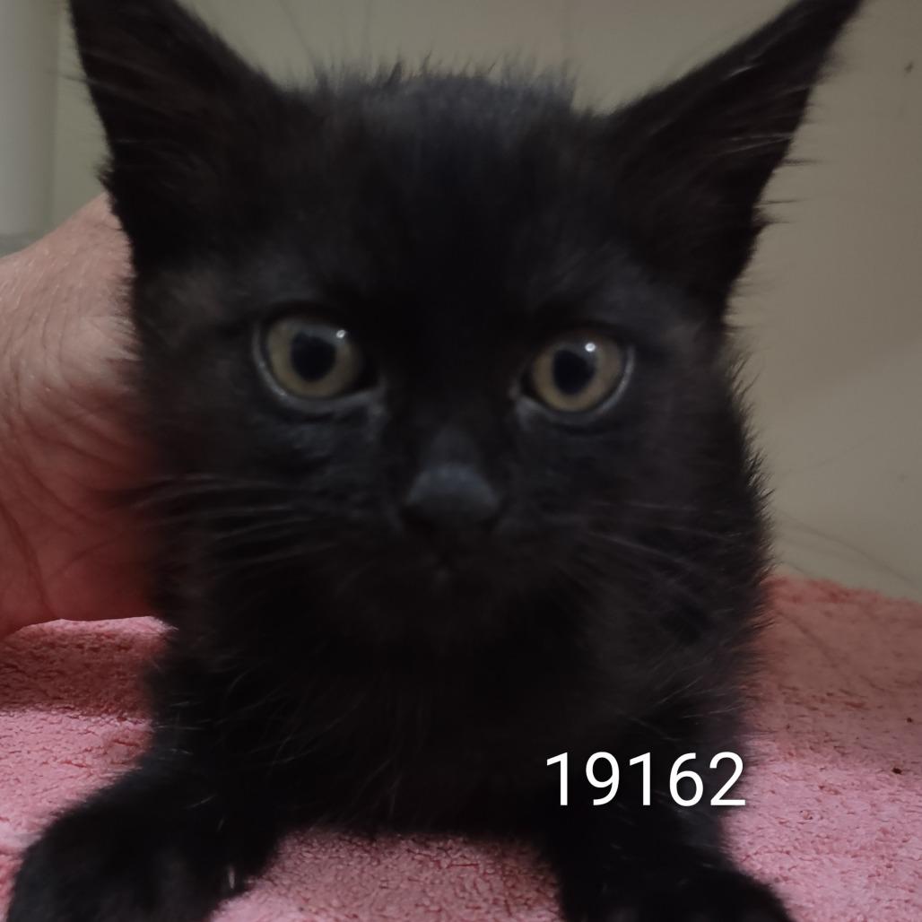 Enlarge POLLY, a Adoptable Domestic Short Hair in Upland, CA image 3/3