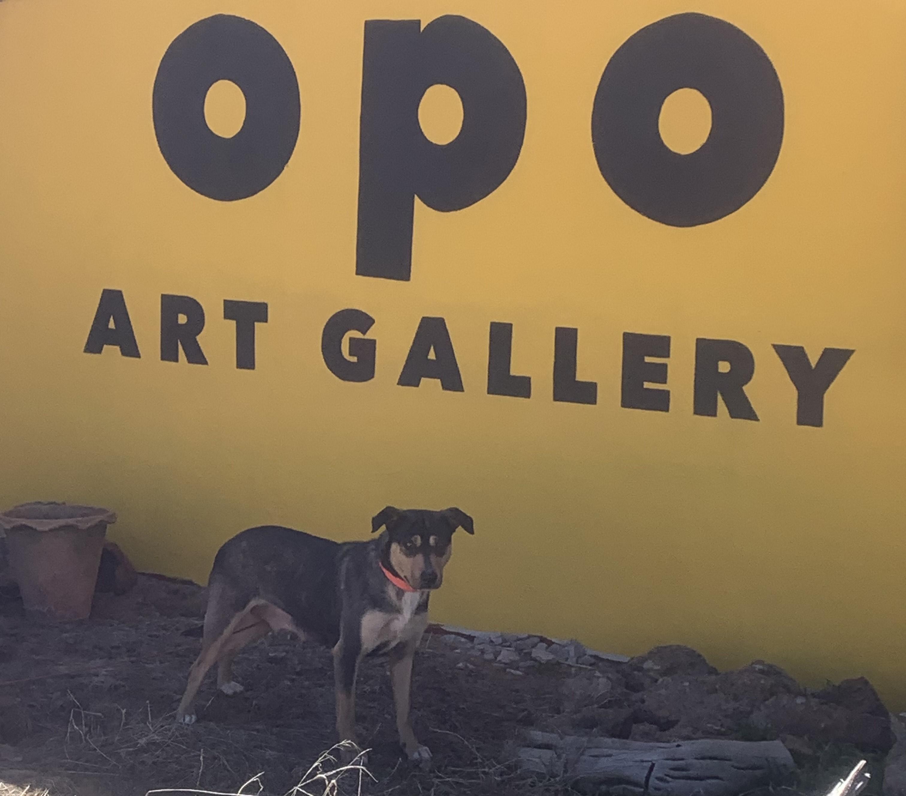 Maizie, a Adoptable mixed breed in Navajo, NM image 1/3