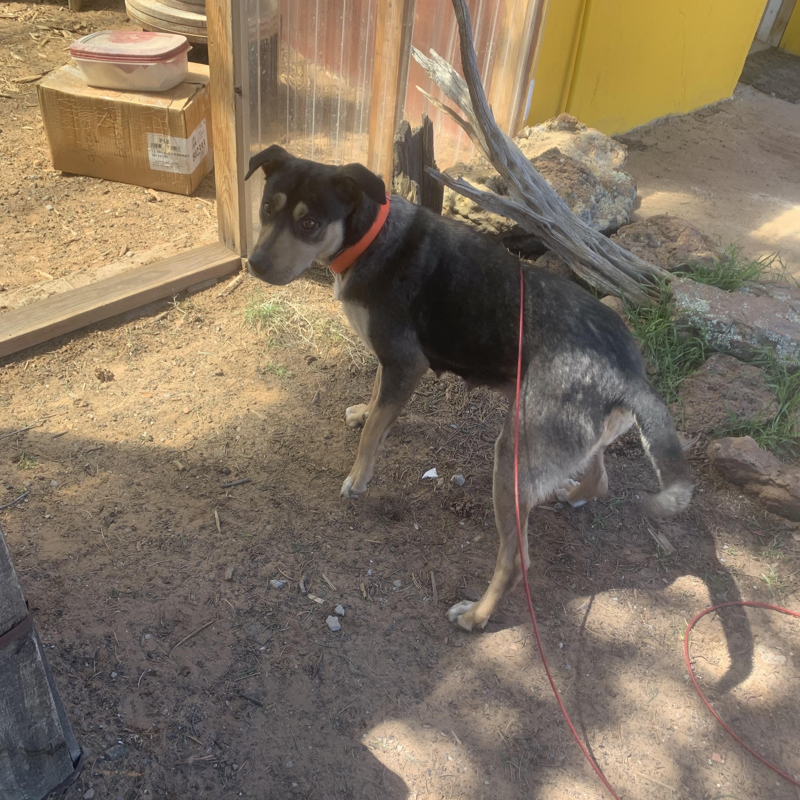 Maizie, a Adoptable mixed breed in Navajo, NM image 2/3
