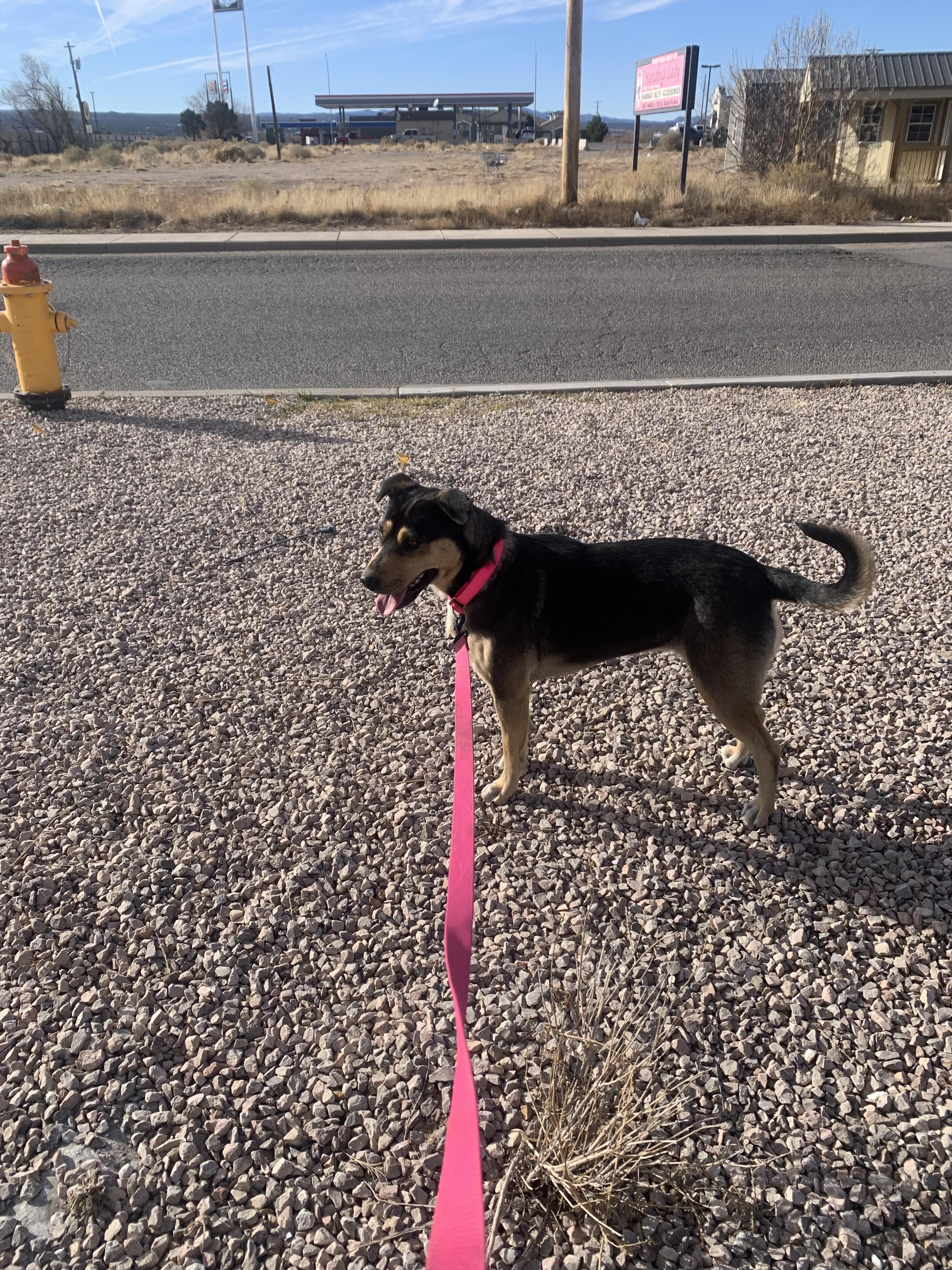 Maizie photo 3