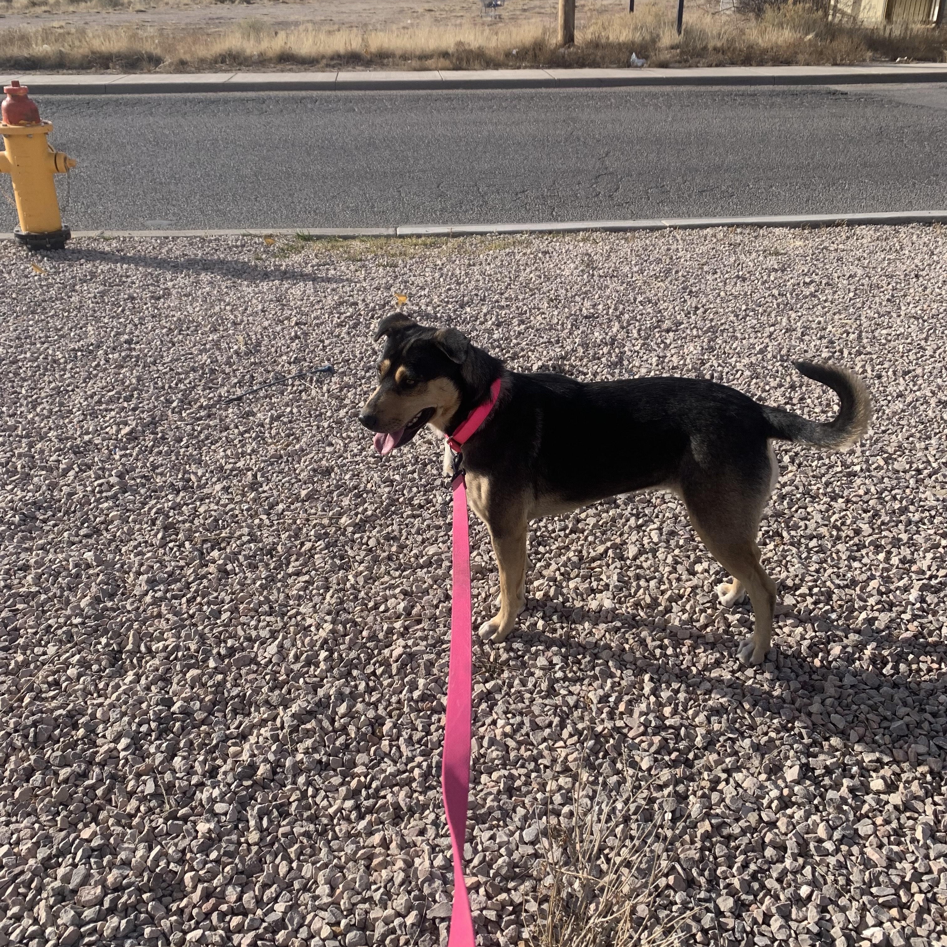Maizie, a Adoptable mixed breed in Navajo, NM image 3/3
