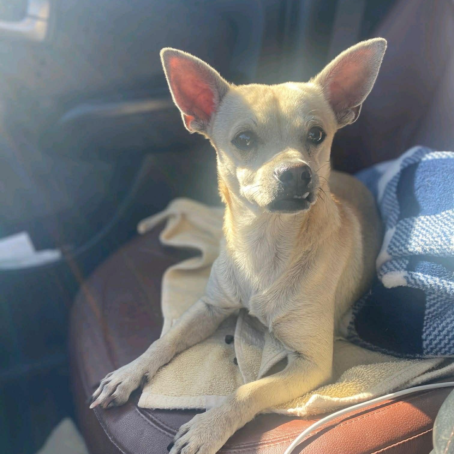 Enlarge Fang, an adoptable mixed breed in Oklahoma City, OK image 1/4