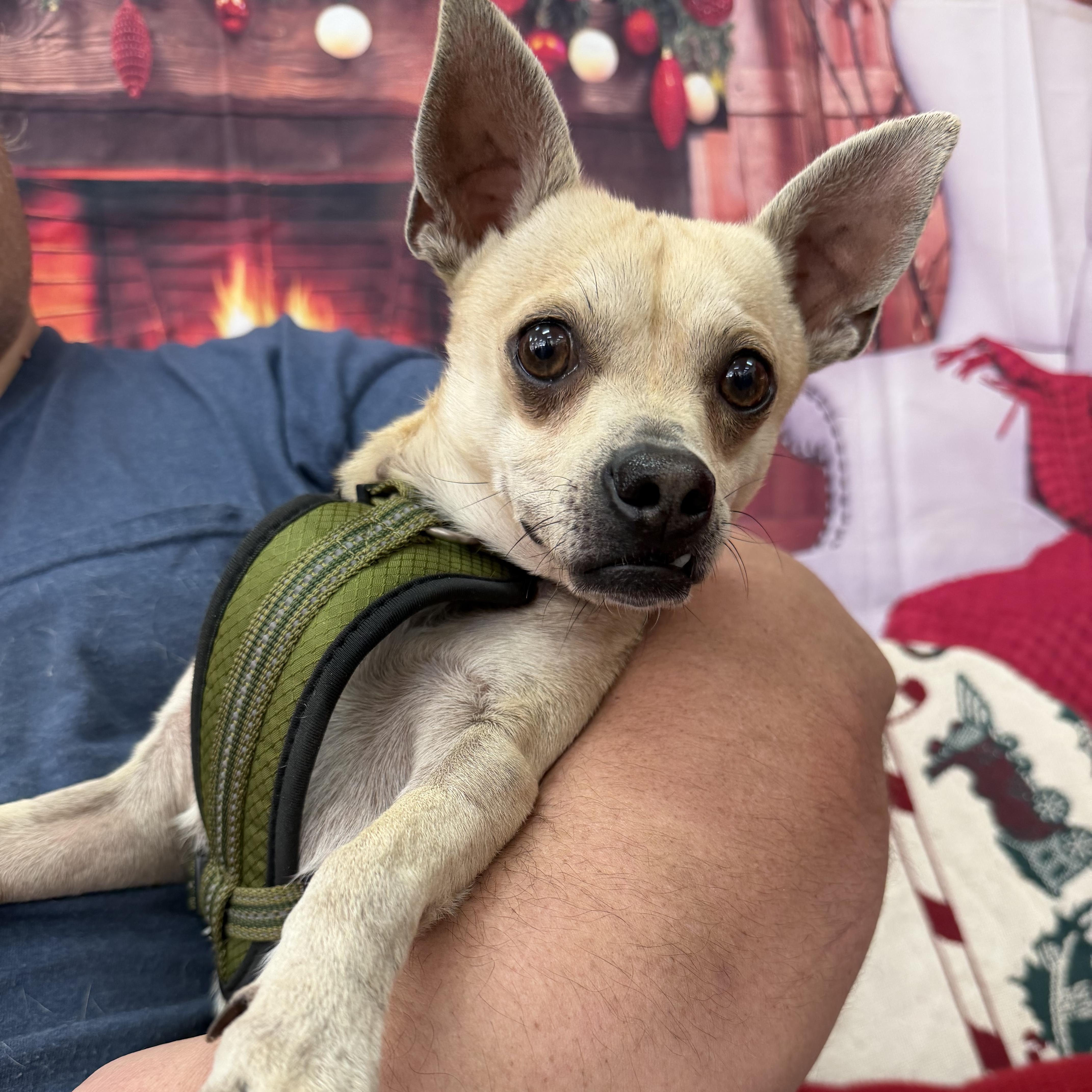 Enlarge Fang, an adoptable mixed breed in Oklahoma City, OK image 2/4