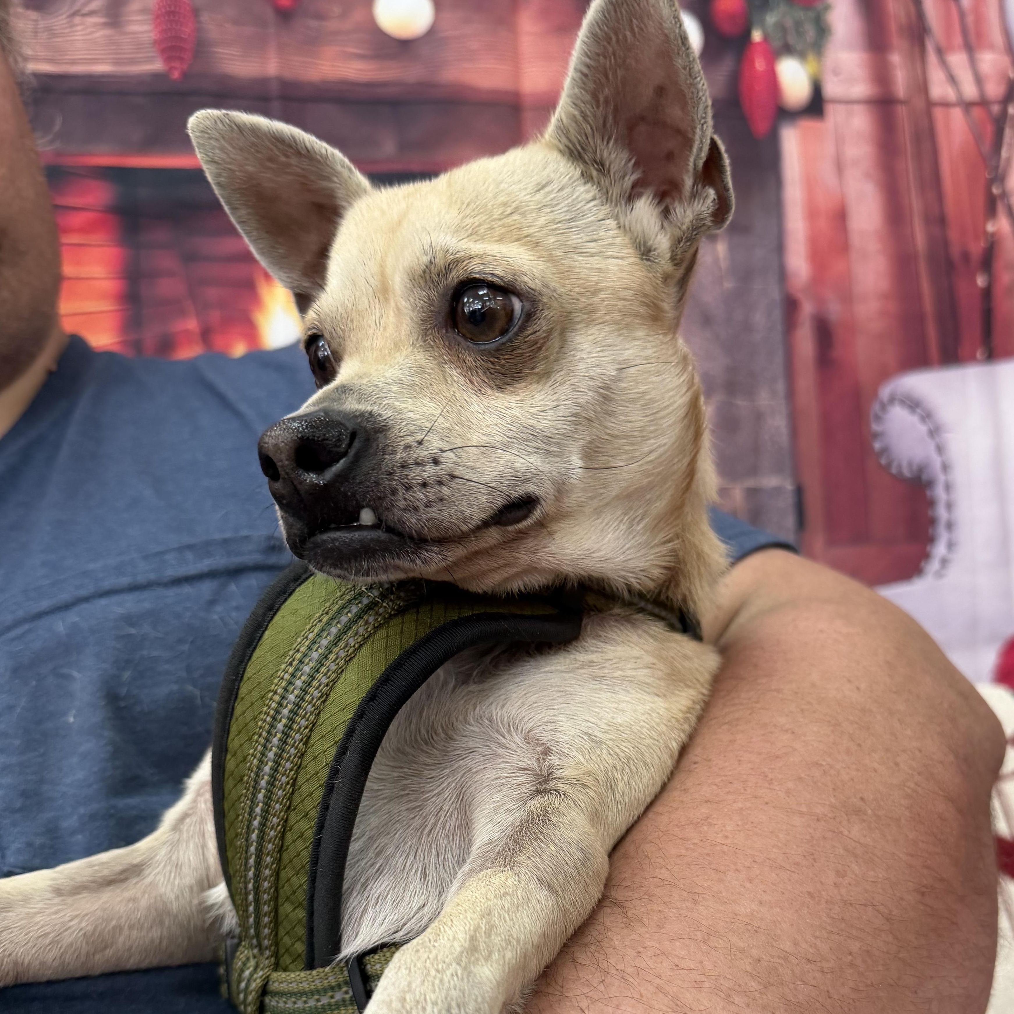 Enlarge Fang, an adoptable mixed breed in Oklahoma City, OK image 3/4