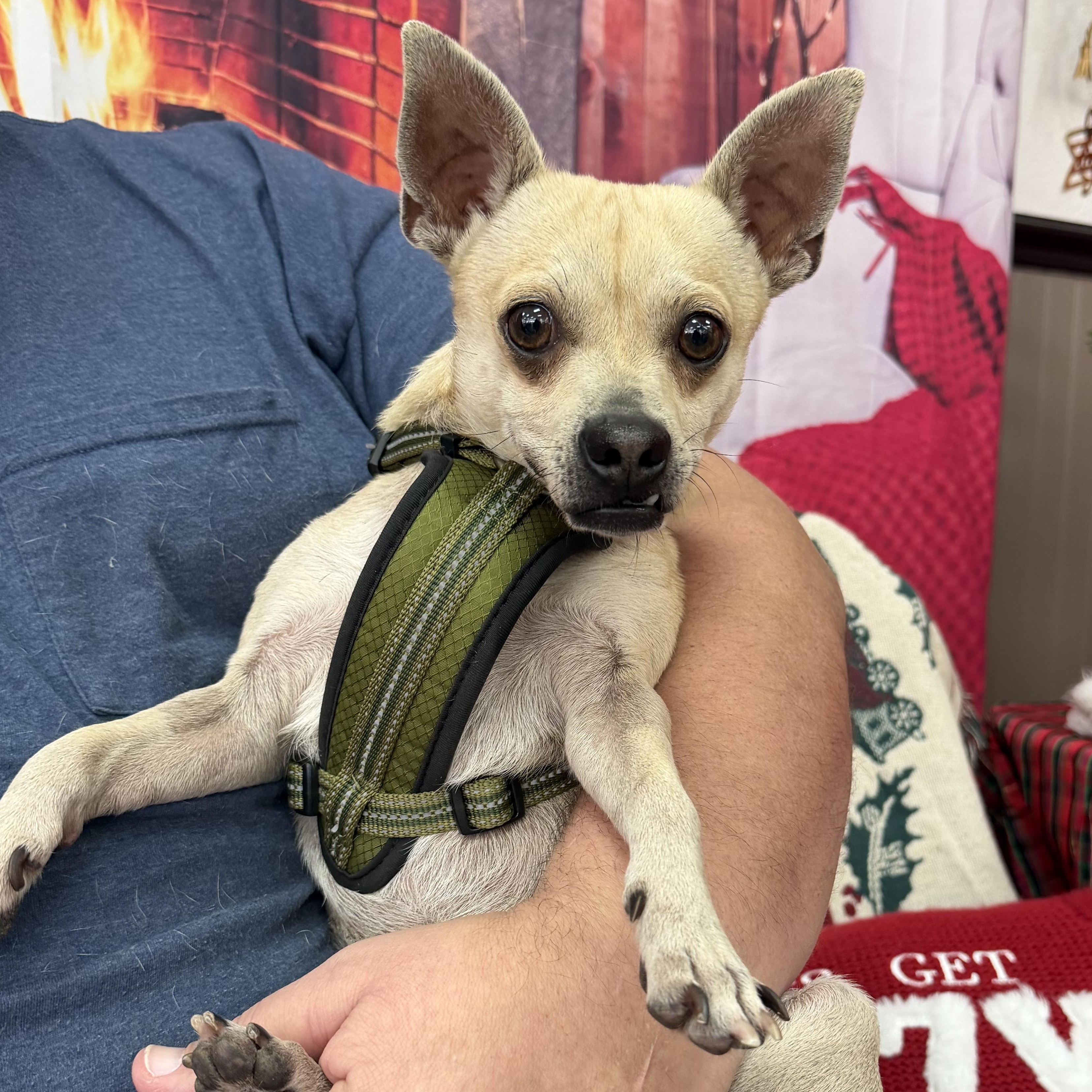 Enlarge Fang, an adoptable mixed breed in Oklahoma City, OK image 4/4