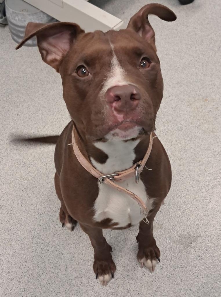 Della, a ADOPTABLE Pit Bull Terrier in Frankfort, KY image 3/5