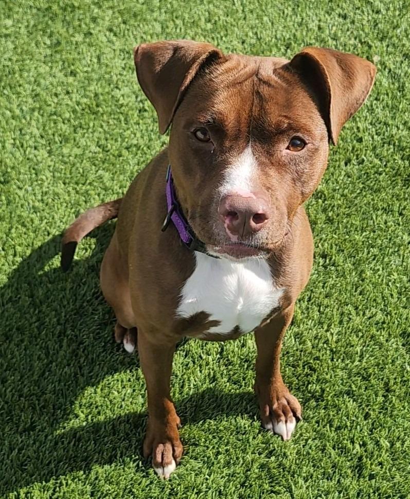 Della, a ADOPTABLE Pit Bull Terrier in Frankfort, KY image 2/5