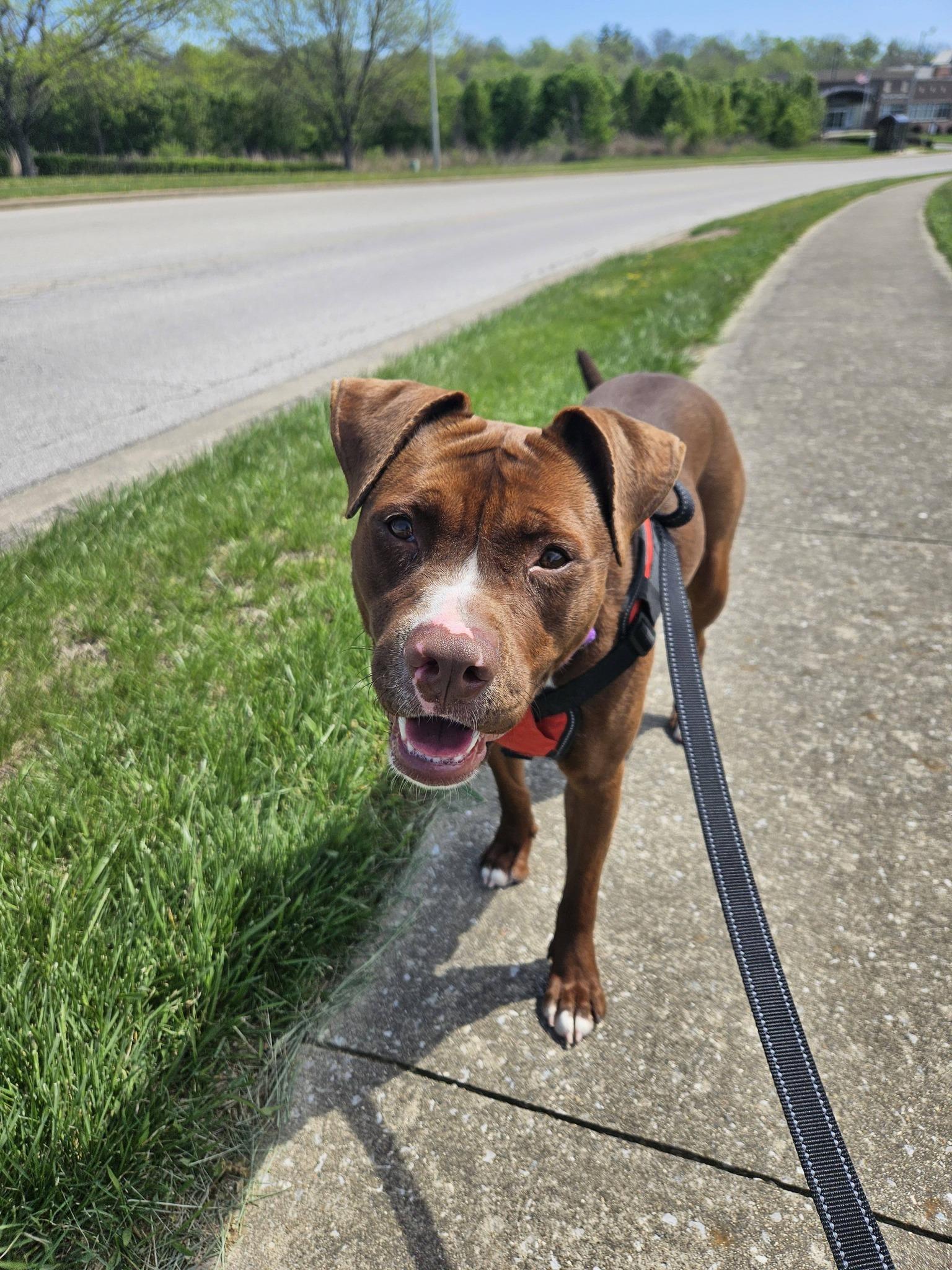 Enlarge Della, a ADOPTABLE Pit Bull Terrier in Frankfort, KY image 6/6