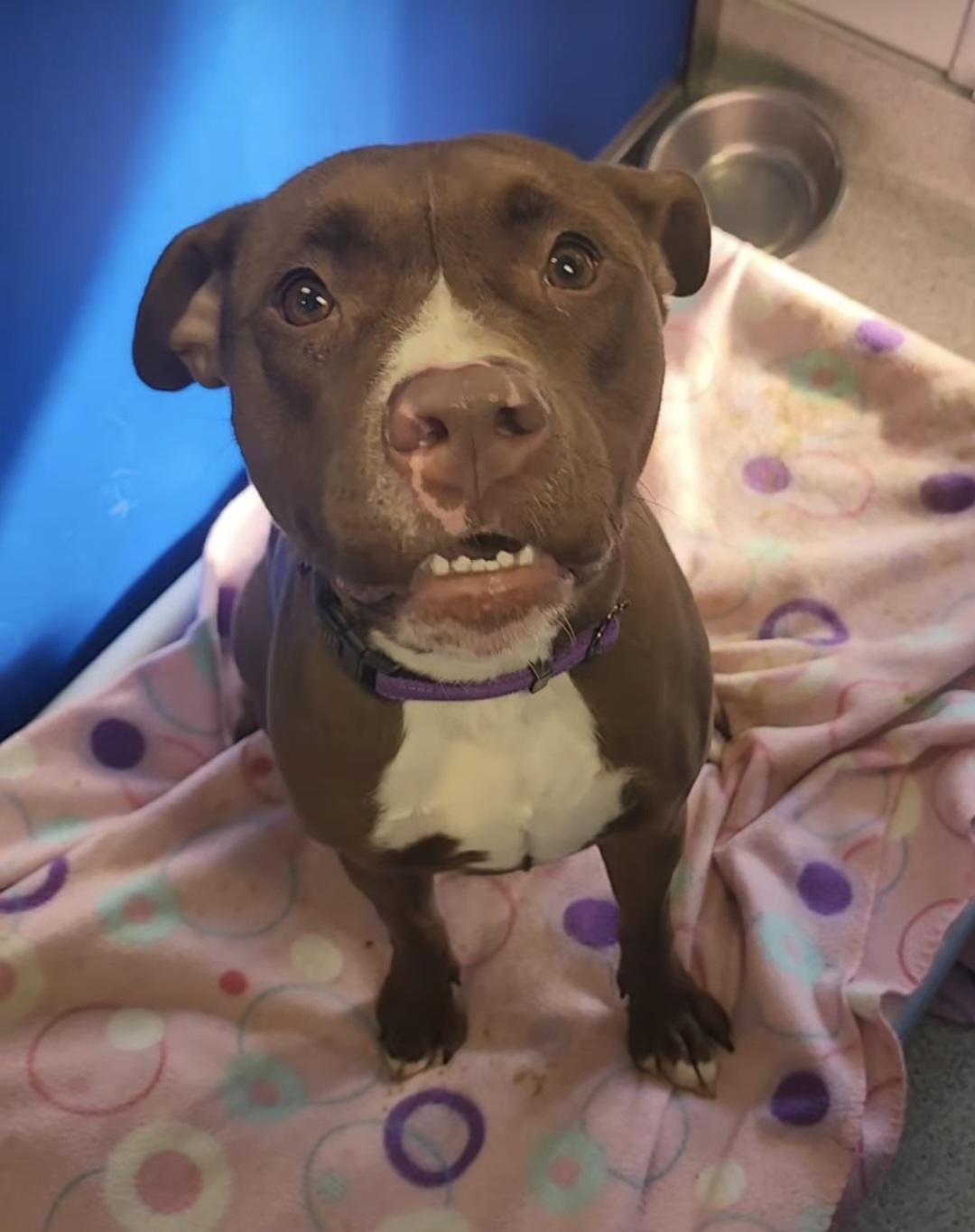 Della, a ADOPTABLE Pit Bull Terrier in Frankfort, KY image 5/5