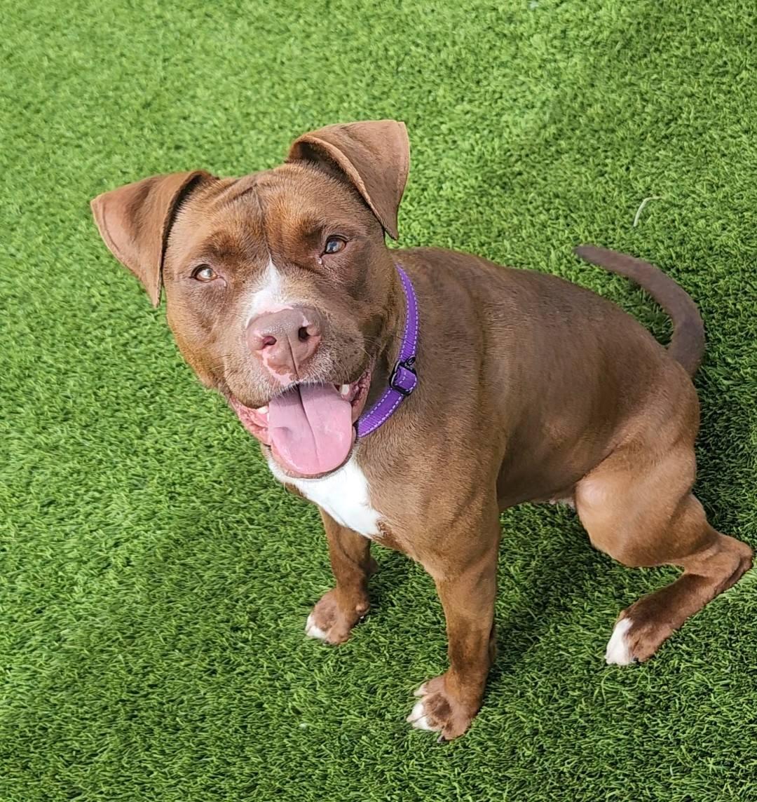 Della, a ADOPTABLE Pit Bull Terrier in Frankfort, KY image 1/5