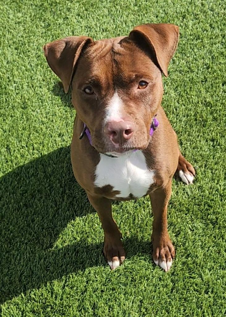 Della, a ADOPTABLE Pit Bull Terrier in Frankfort, KY image 4/5