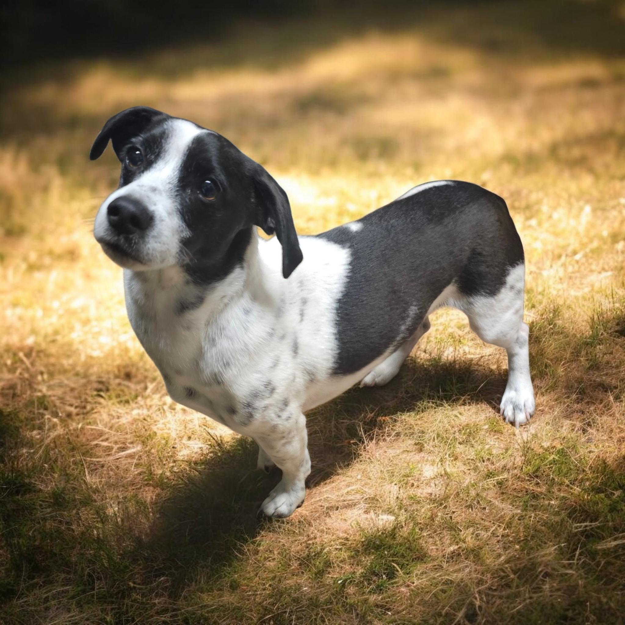 Yogi, ADOPTABLE, Adult Male Basset Hound.