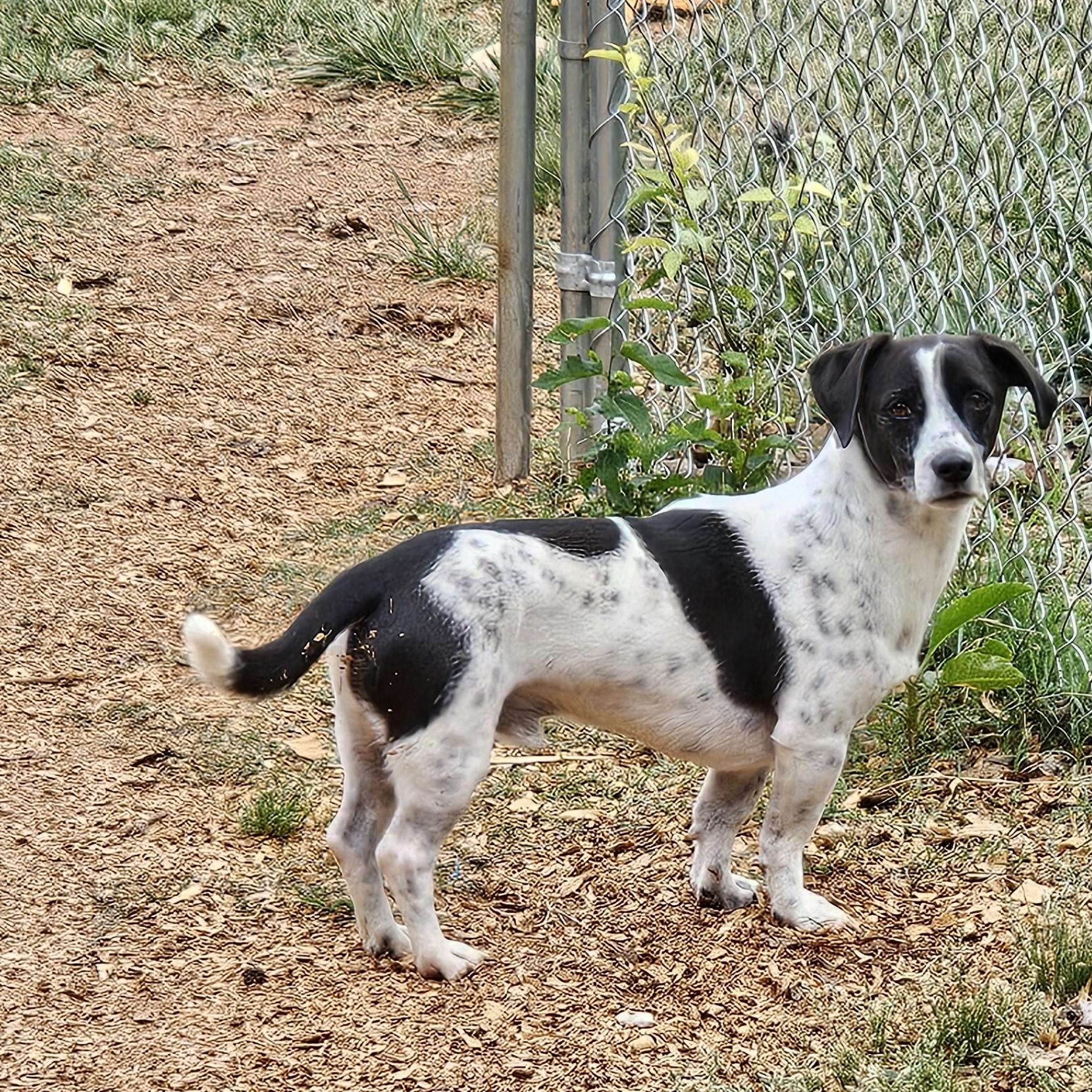 Enlarge Yogi, a ADOPTABLE mixed breed in Chesnee, SC image 3/5