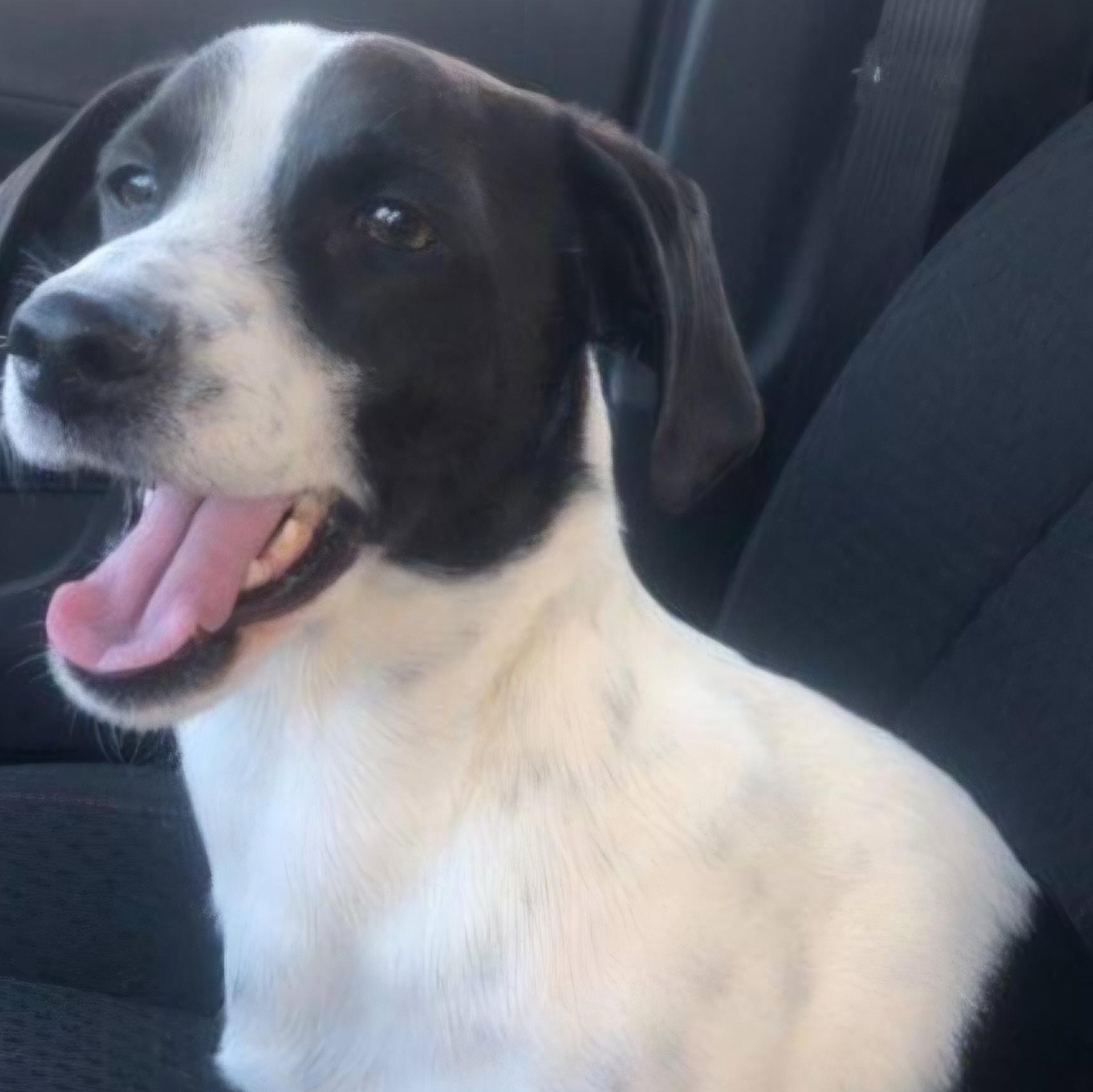 Enlarge Yogi, a ADOPTABLE mixed breed in Chesnee, SC image 5/5