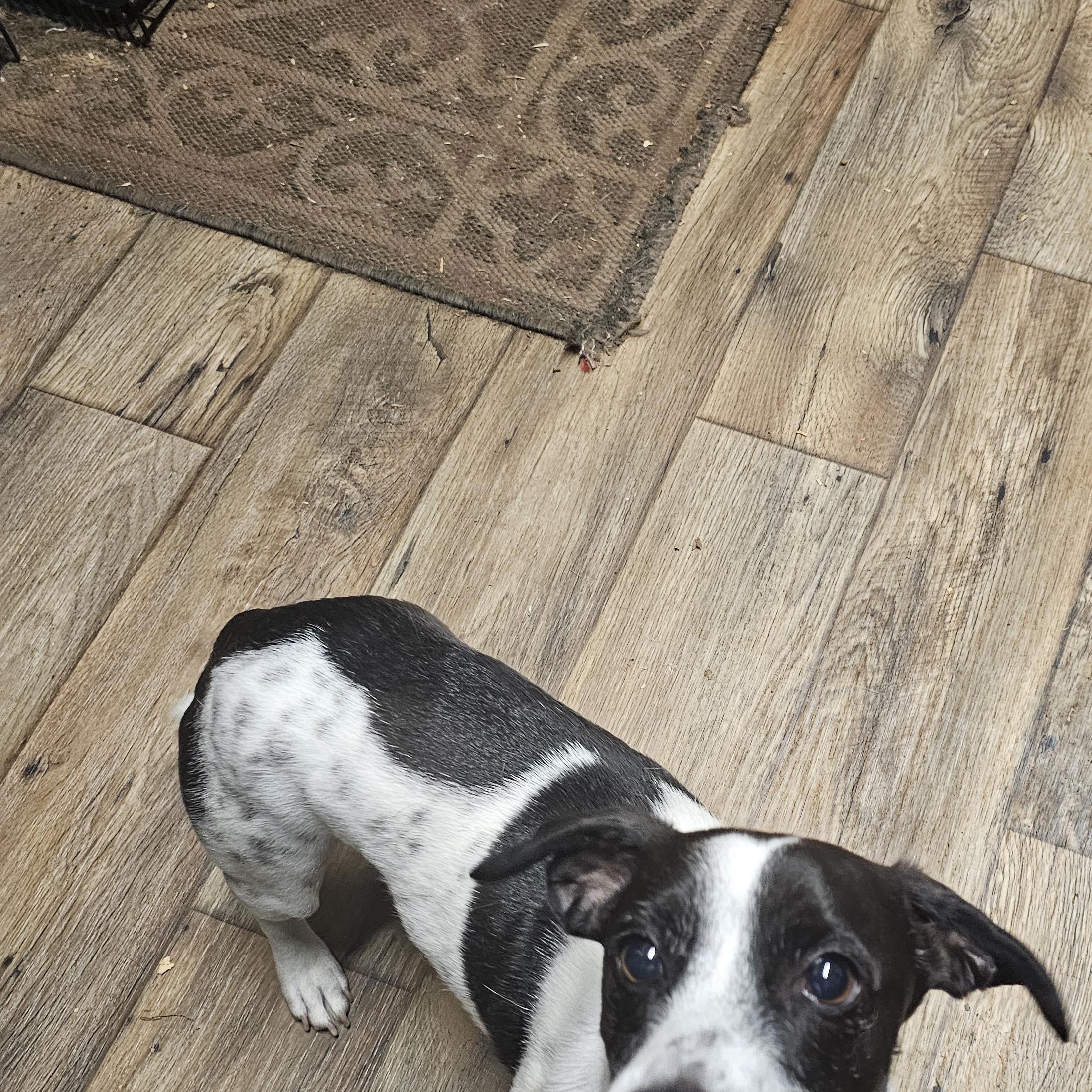 Enlarge Yogi, a ADOPTABLE mixed breed in Chesnee, SC image 2/5