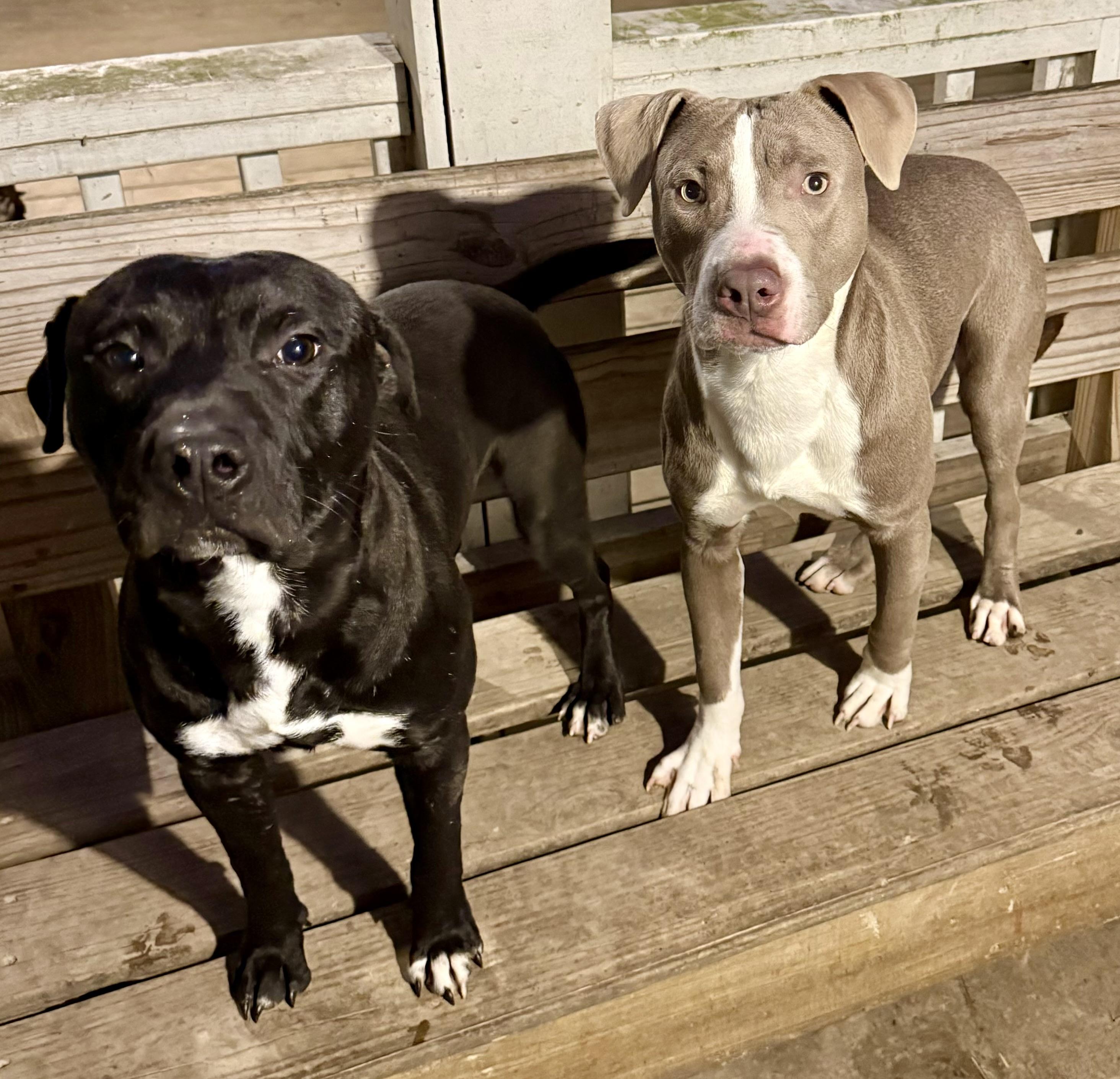 Mikey, a Adoptable Pit Bull Terrier in Greenfield, OH image 3/5