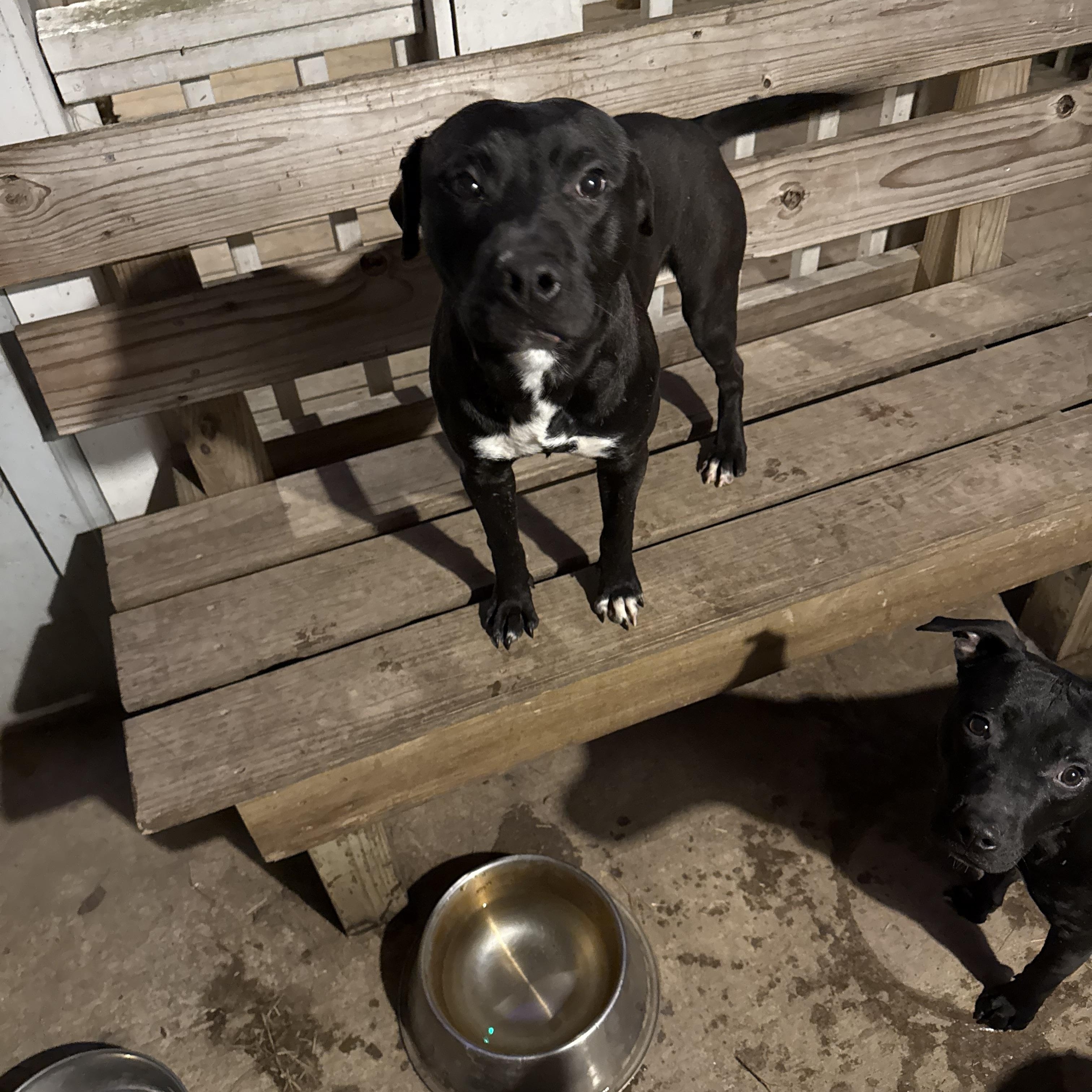 Mikey, a Adoptable Pit Bull Terrier in Greenfield, OH image 5/5