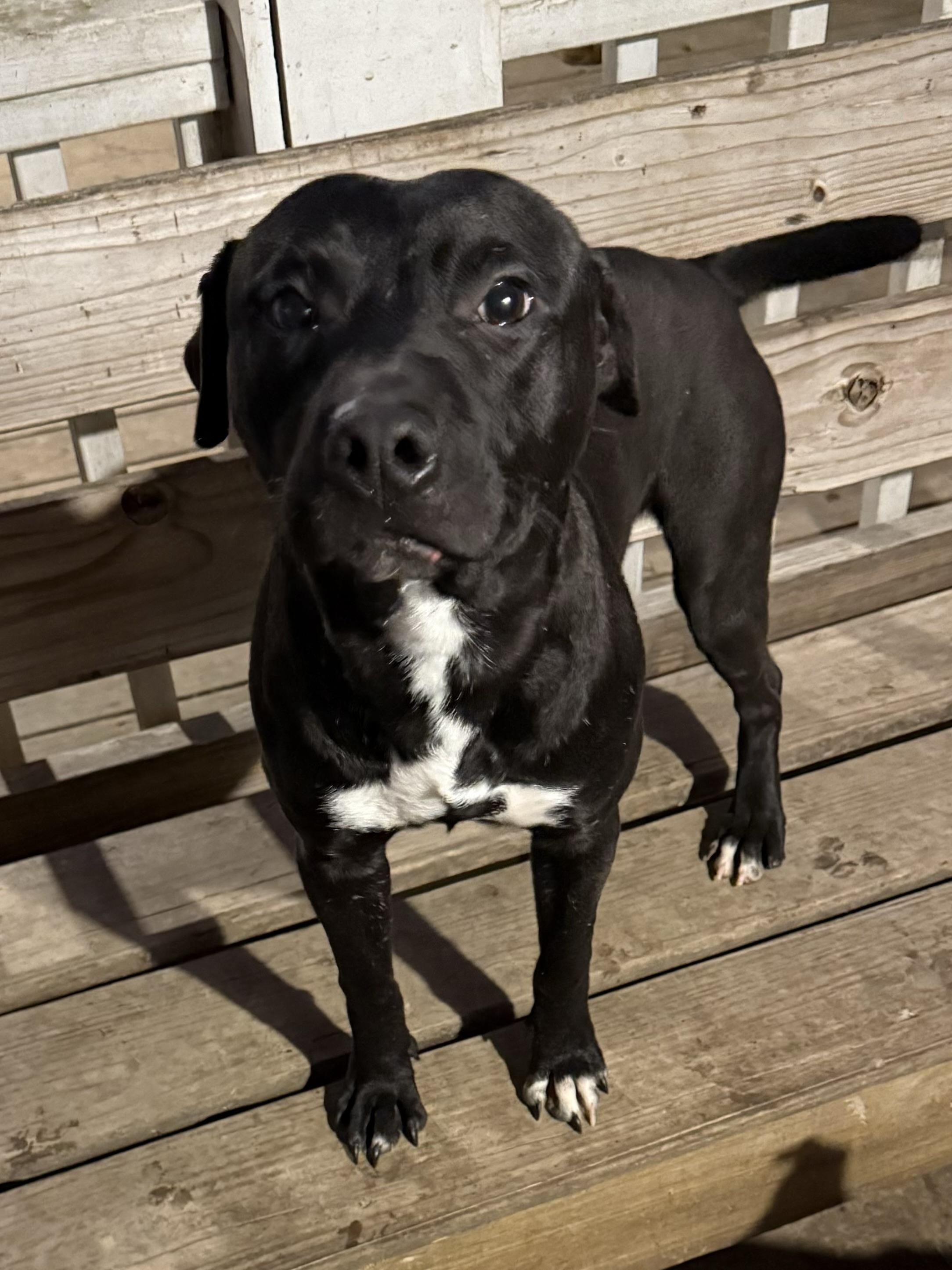 Mikey, Adoptable, Young Male Pit Bull Terrier.