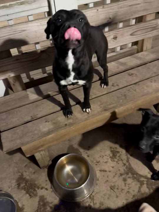 Enlarge Mikey, a Adoptable Pit Bull Terrier in Greenfield, OH video 4/5