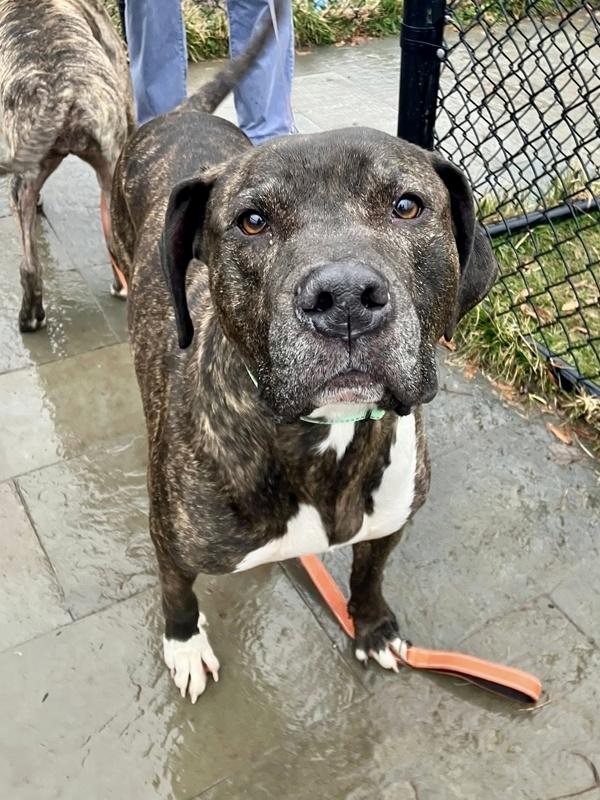 Kooper, Adoptable, Adult Male Plott Hound.