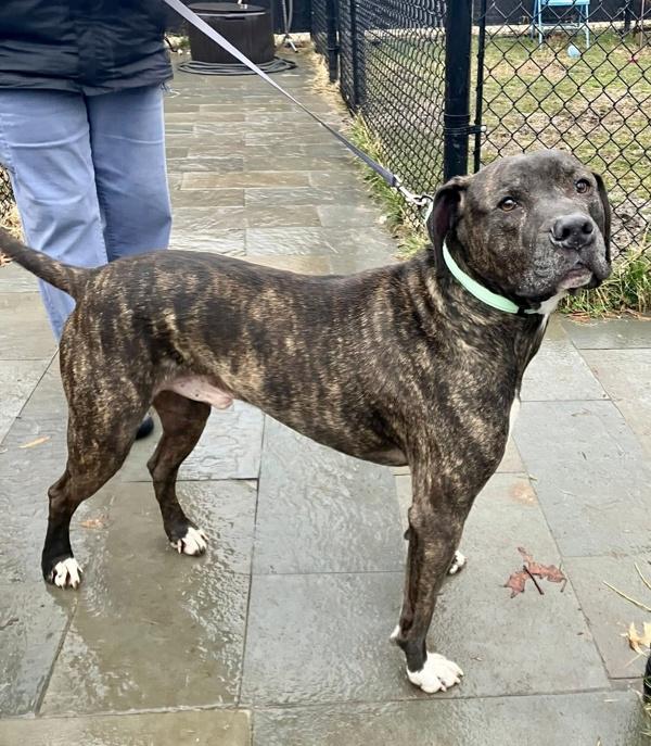 Enlarge Kooper, a Adoptable mixed breed in Millersville, MD image 2/3