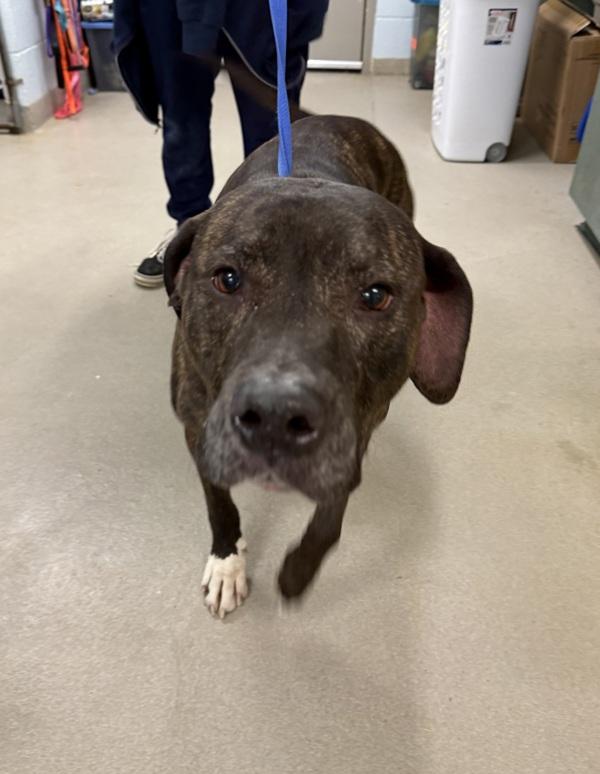 Enlarge Kooper, a Adoptable mixed breed in Millersville, MD image 3/3