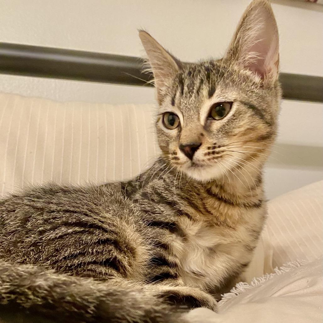 Enlarge Dukie, a Adoptable Domestic Short Hair in Tustin, CA image 1/1