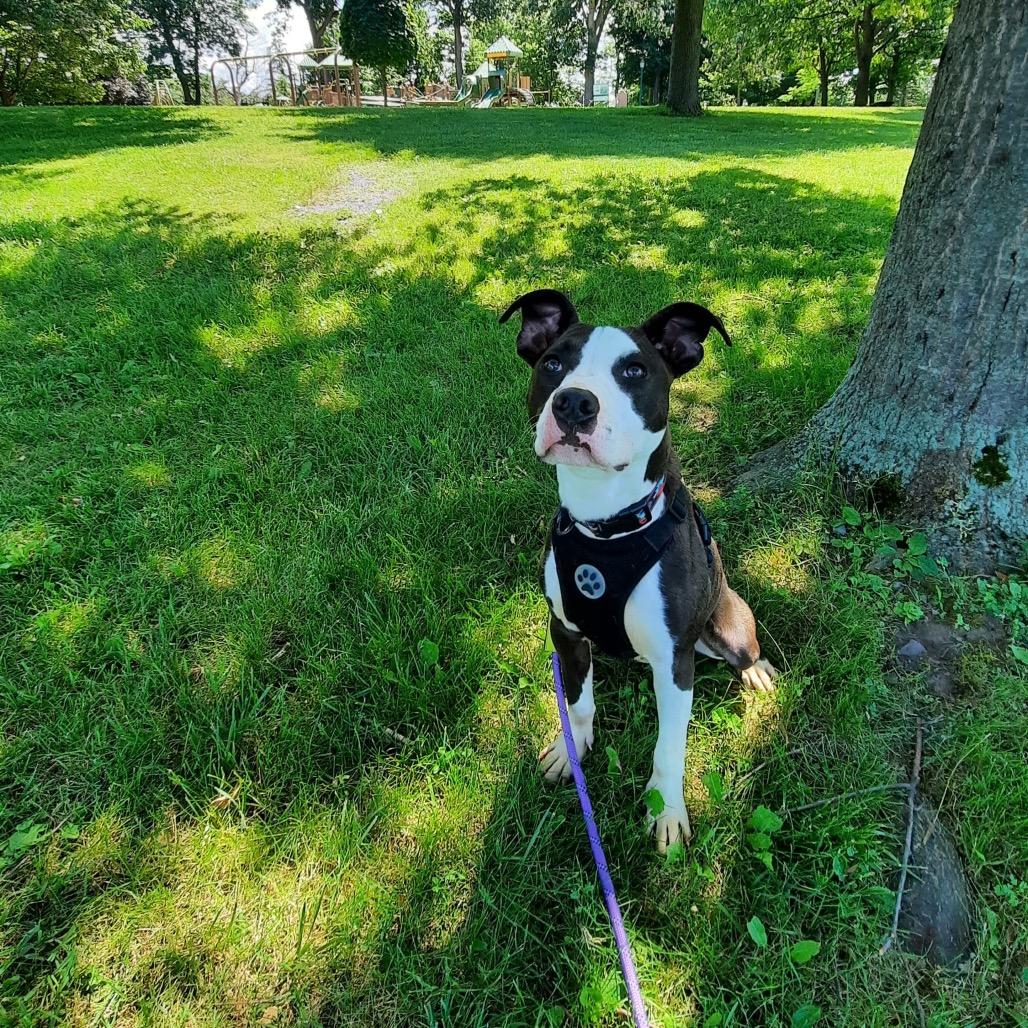 Laila L-22-26, Adoptable, Young Female Pit Bull Terrier.