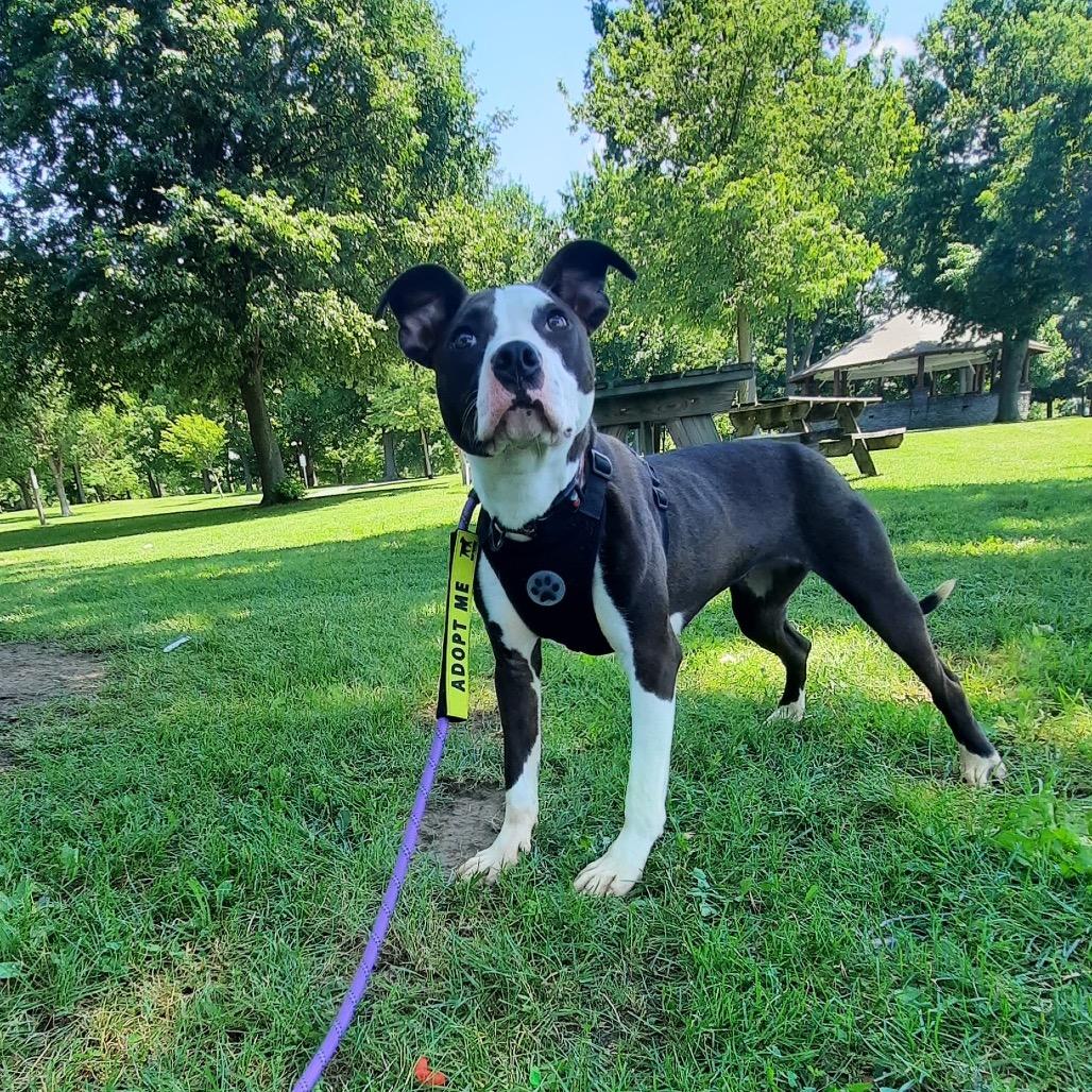 Enlarge Laila L-22-26, a Adoptable Pit Bull Terrier in Watertown, NY image 2/6