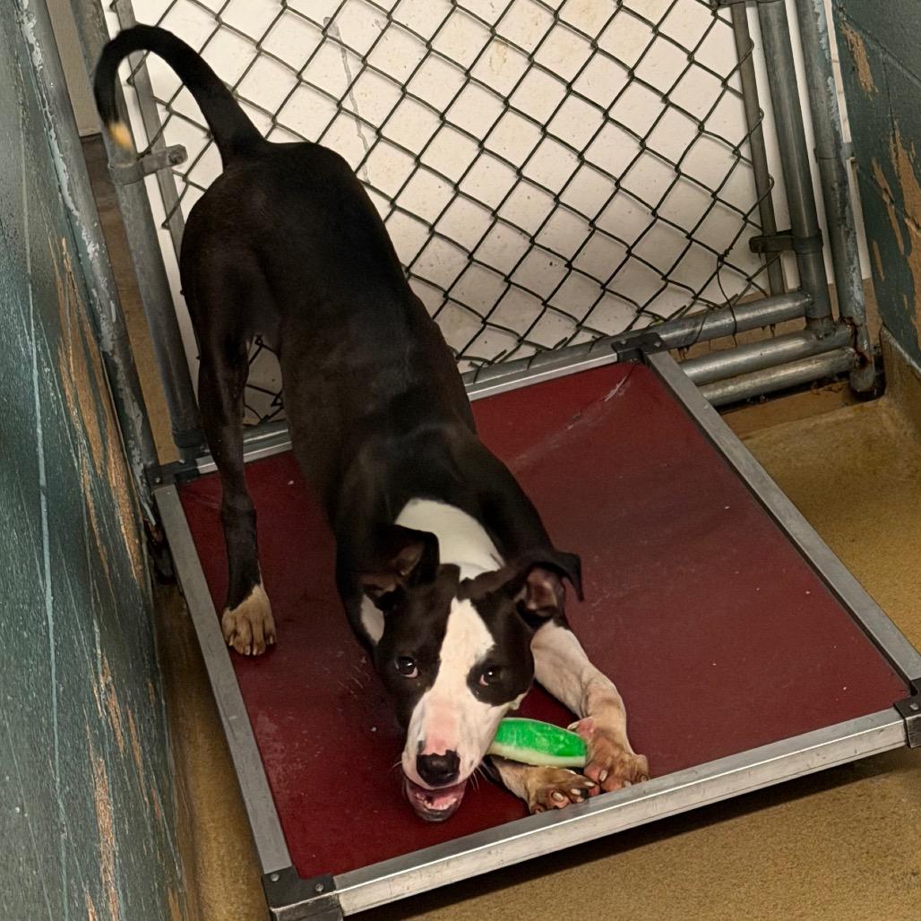 Enlarge Laila L-22-26, a Adoptable Pit Bull Terrier in Watertown, NY image 3/6