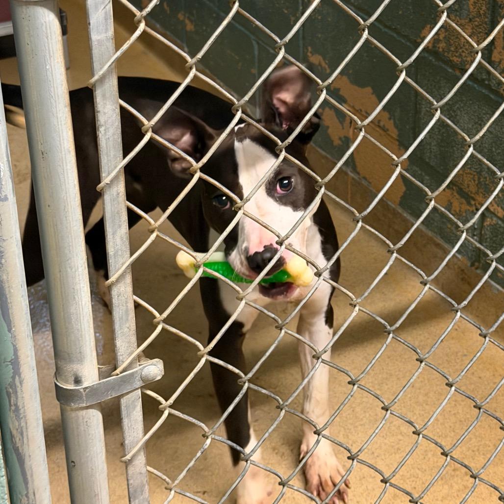 Enlarge Laila L-22-26, a Adoptable Pit Bull Terrier in Watertown, NY image 4/6