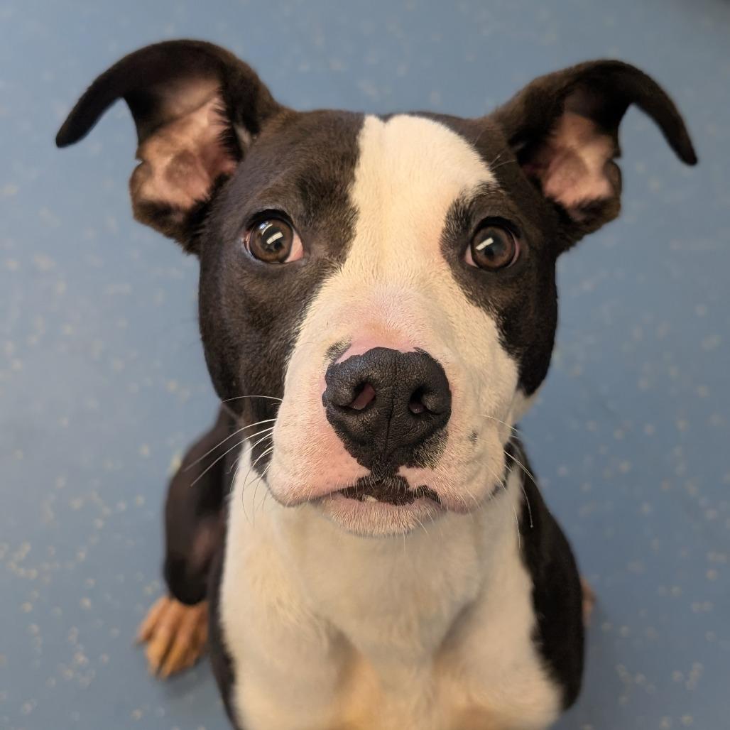Enlarge Laila L-22-26, a Adoptable Pit Bull Terrier in Watertown, NY image 5/6
