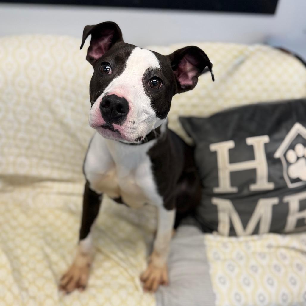 Enlarge Laila L-22-26, a Adoptable Pit Bull Terrier in Watertown, NY image 6/6