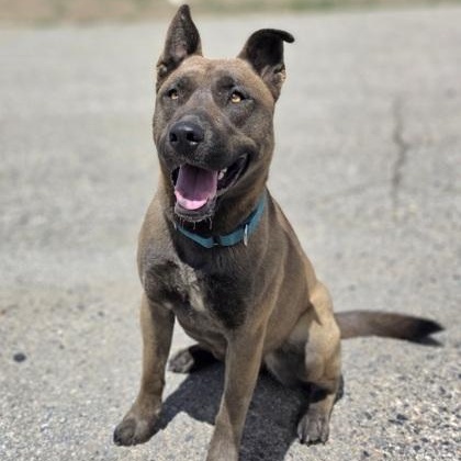 Enlarge Luna, an adopted Belgian Shepherd / Malinois in Bridgeport, CA image 1/1