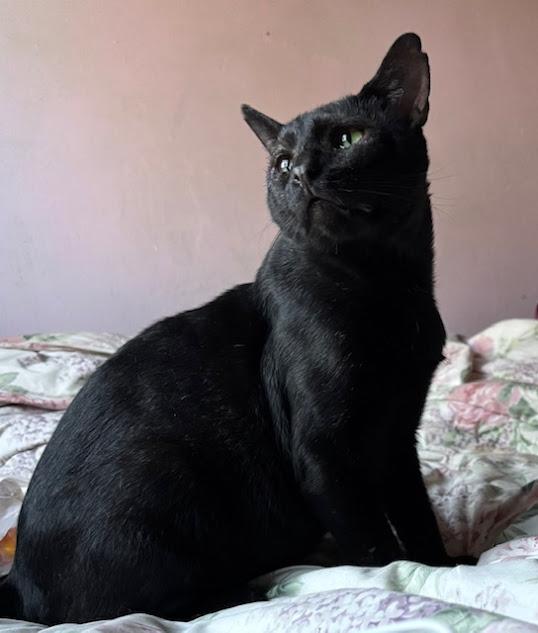 Beau