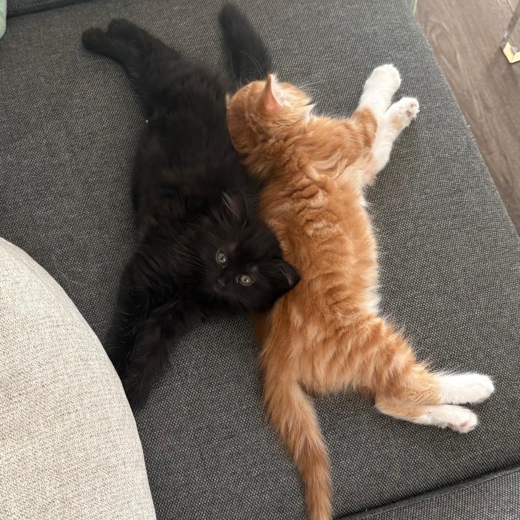 Eleven, Adoptable, Kitten Female Domestic Medium Hair.