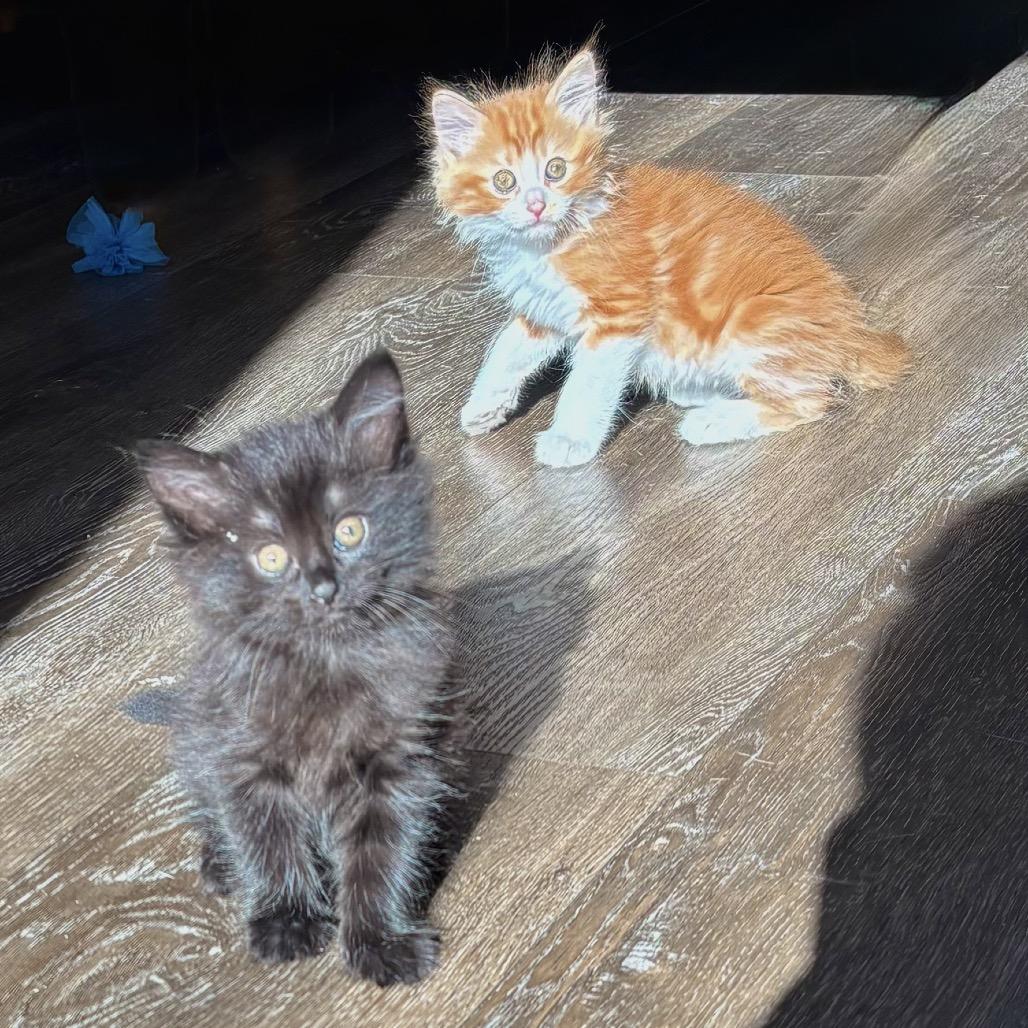 Eleven, a Adoptable Domestic Medium Hair in Jupiter, FL image 2/6