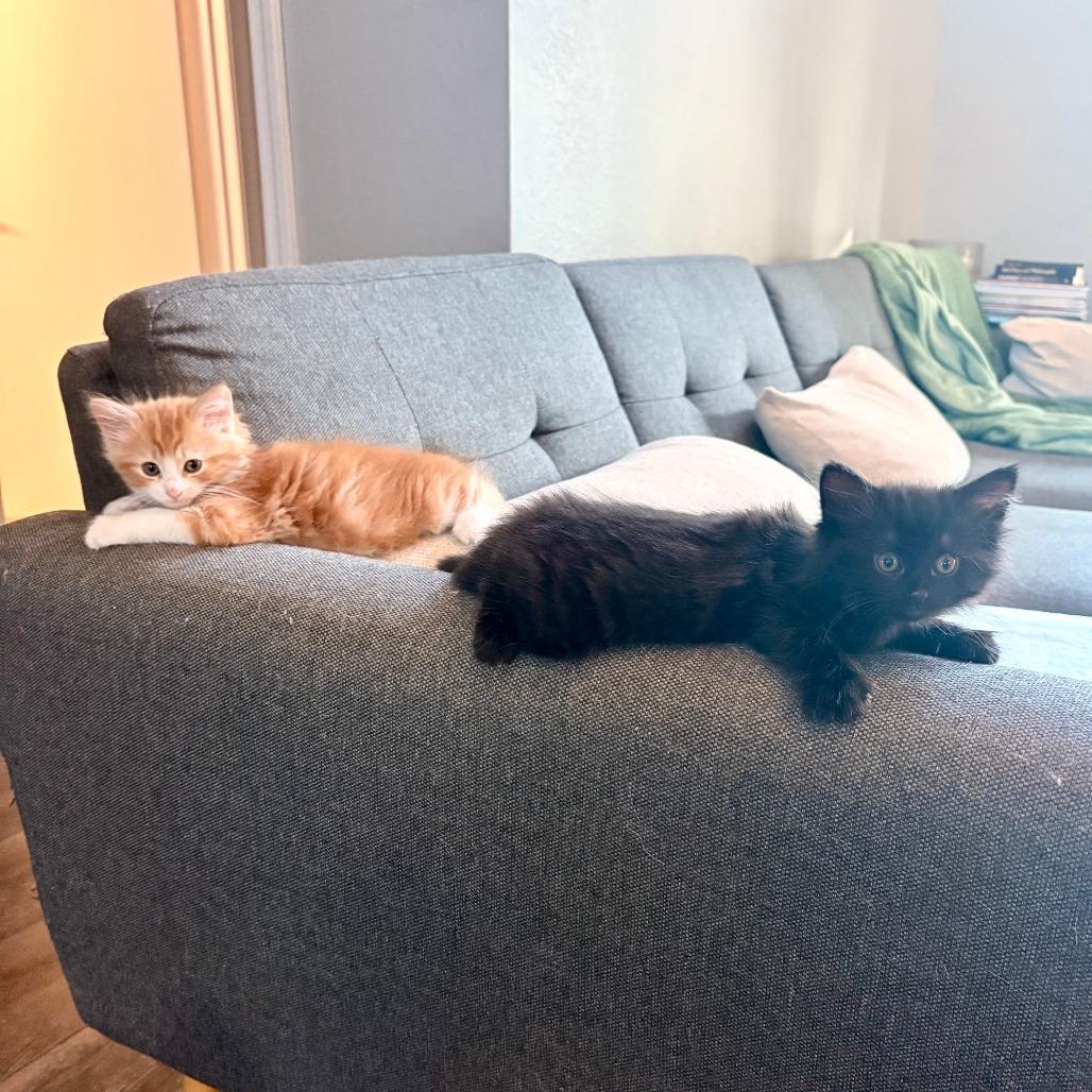 Eleven, a Adoptable Domestic Medium Hair in Jupiter, FL image 3/6