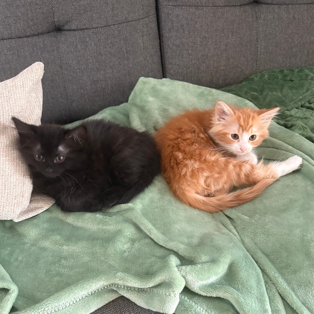 Eleven, a Adoptable Domestic Medium Hair in Jupiter, FL image 4/6