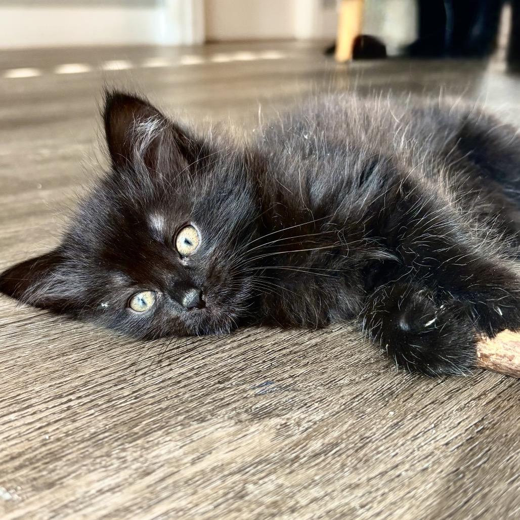 Eleven, a Adoptable Domestic Medium Hair in Jupiter, FL image 5/6