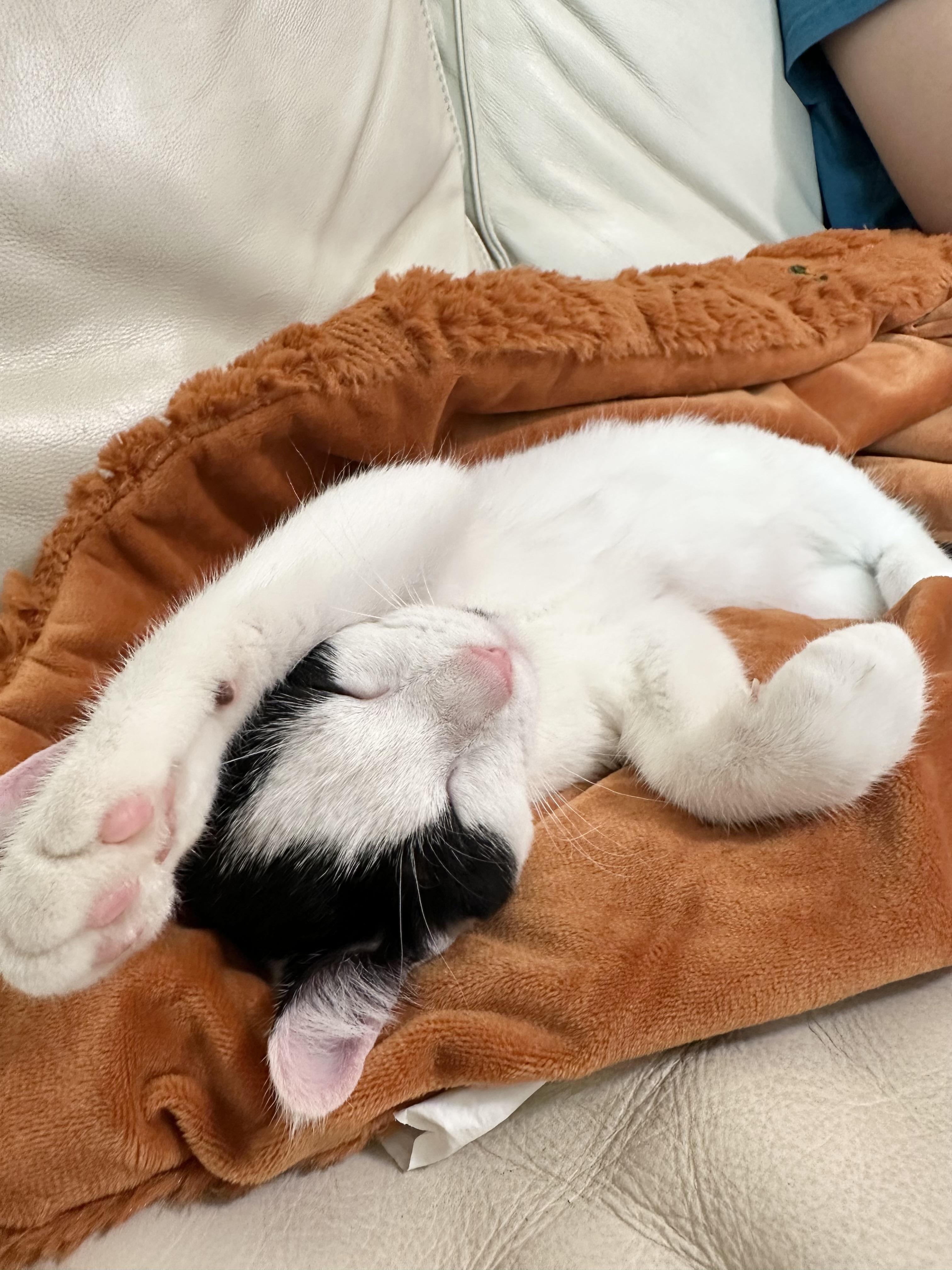 Enlarge Purrrrfect Janice, a ADOPTABLE Domestic Short Hair in West Hartford , CT image 5/5
