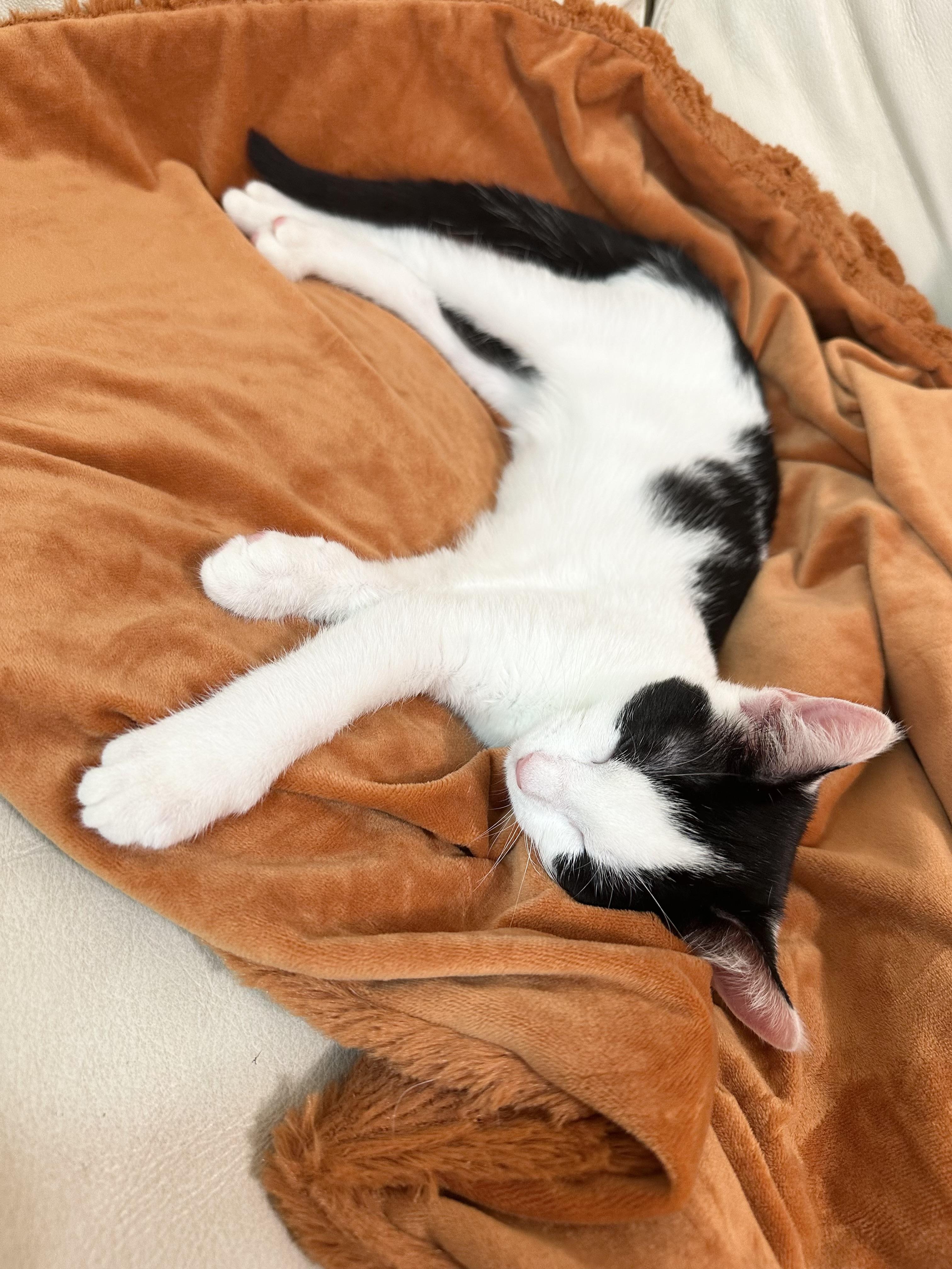 Enlarge Purrrrfect Janice, a ADOPTABLE Domestic Short Hair in West Hartford , CT image 4/5