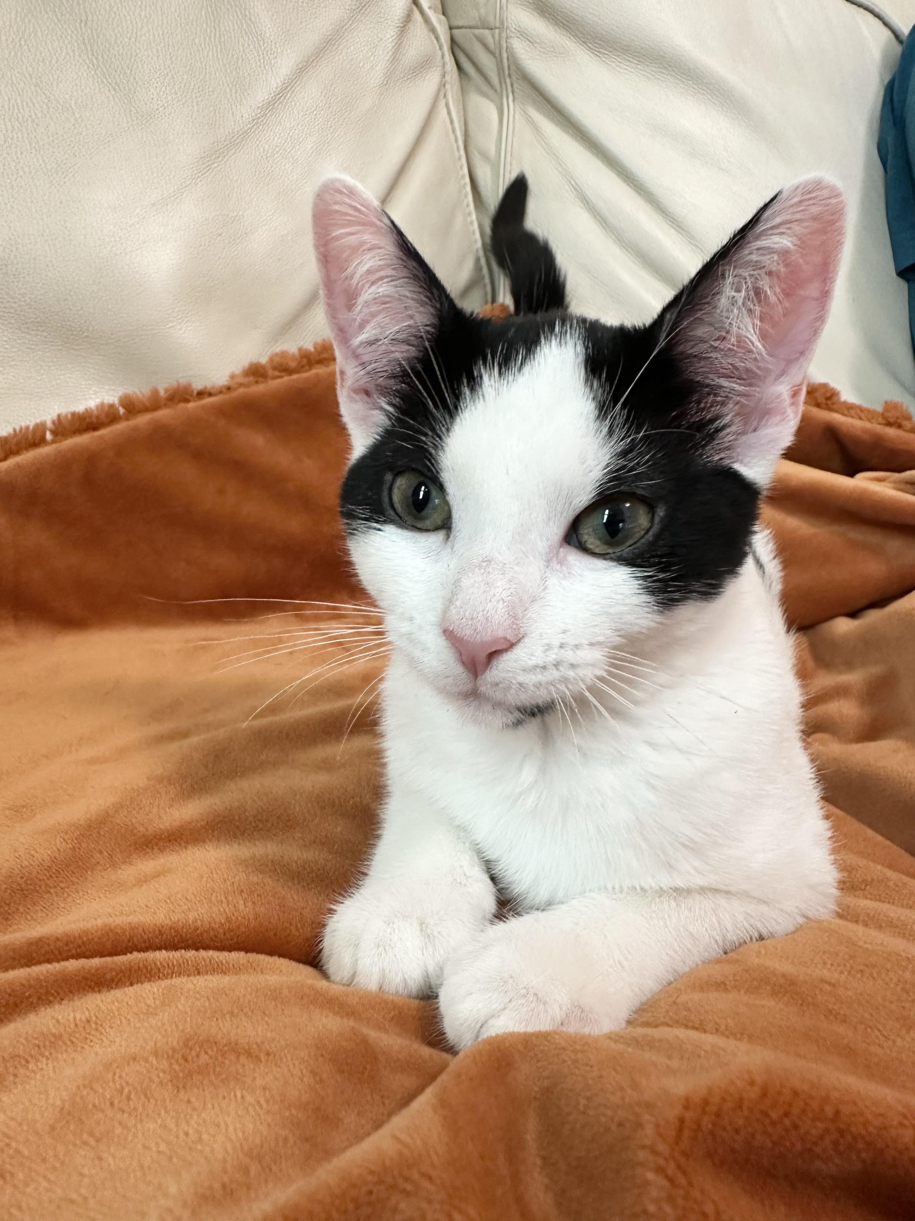 Enlarge Purrrrfect Janice, a ADOPTABLE Domestic Short Hair in West Hartford , CT image 3/5