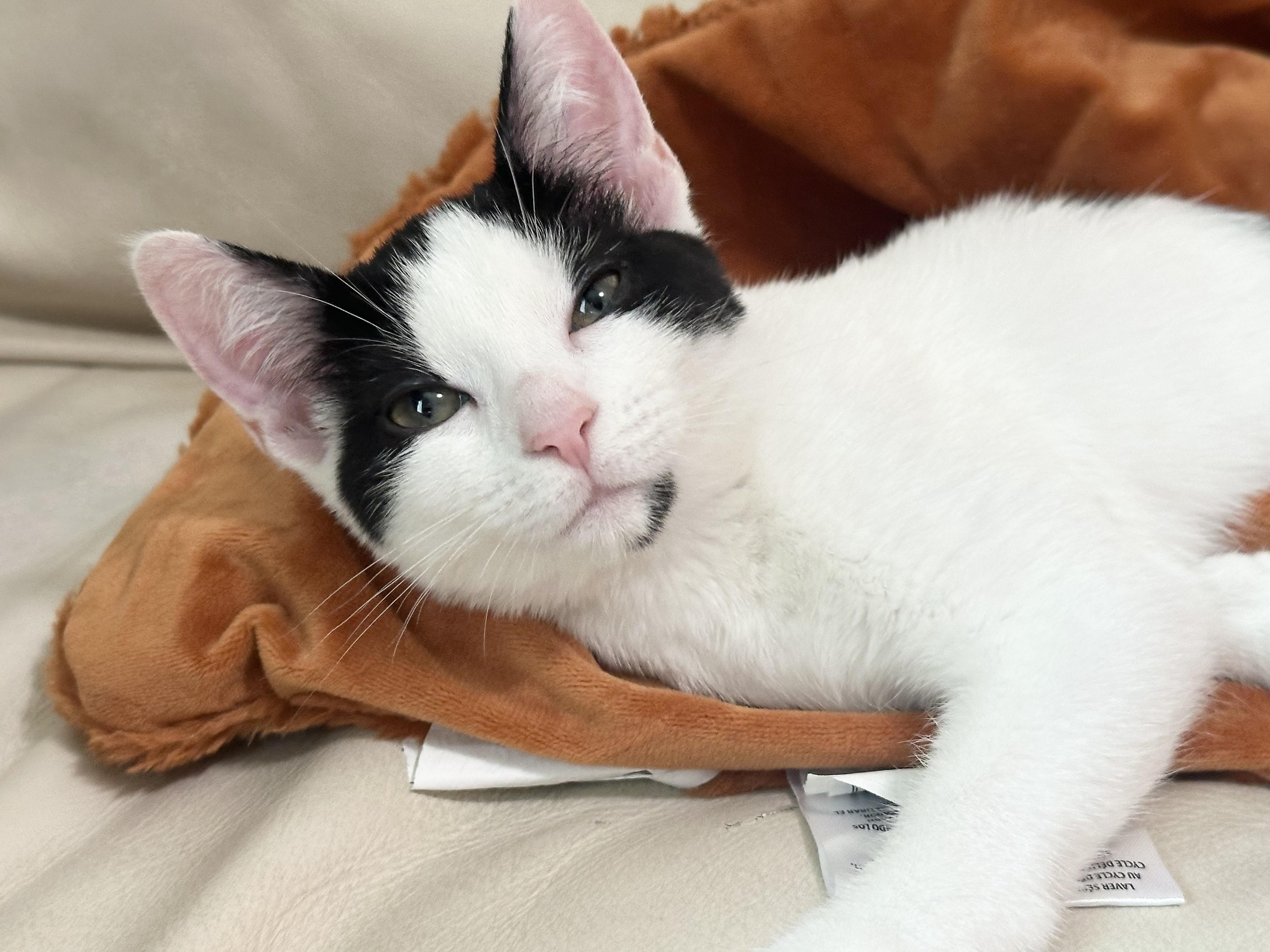 Enlarge Purrrrfect Janice, a ADOPTABLE Domestic Short Hair in West Hartford , CT image 2/5
