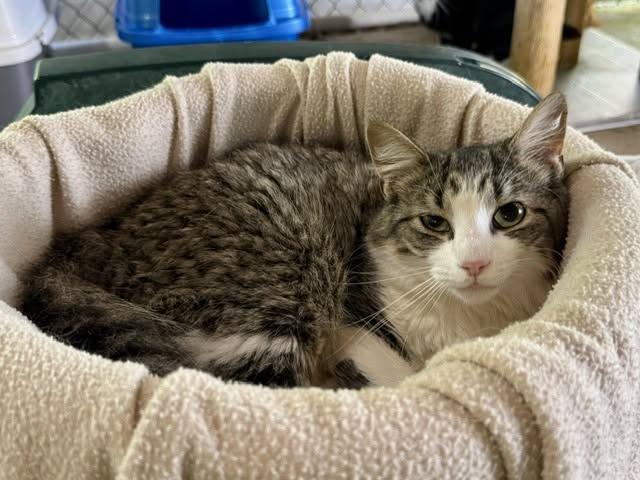 Enlarge Judy, a ADOPTABLE Domestic Long Hair in Ashland, OH image 2/3